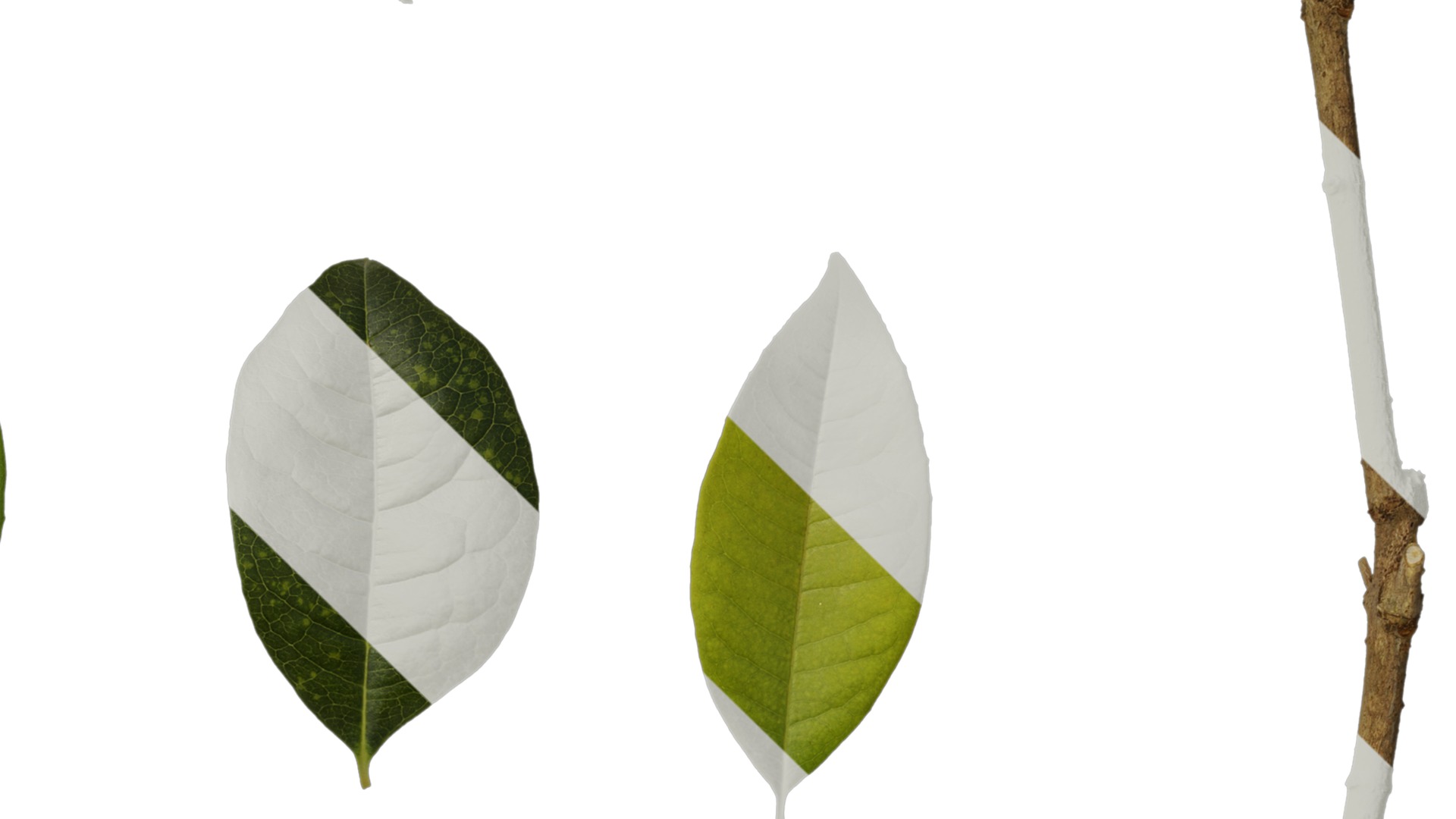 Osmanthus fragrans Low-poly 3D model_121