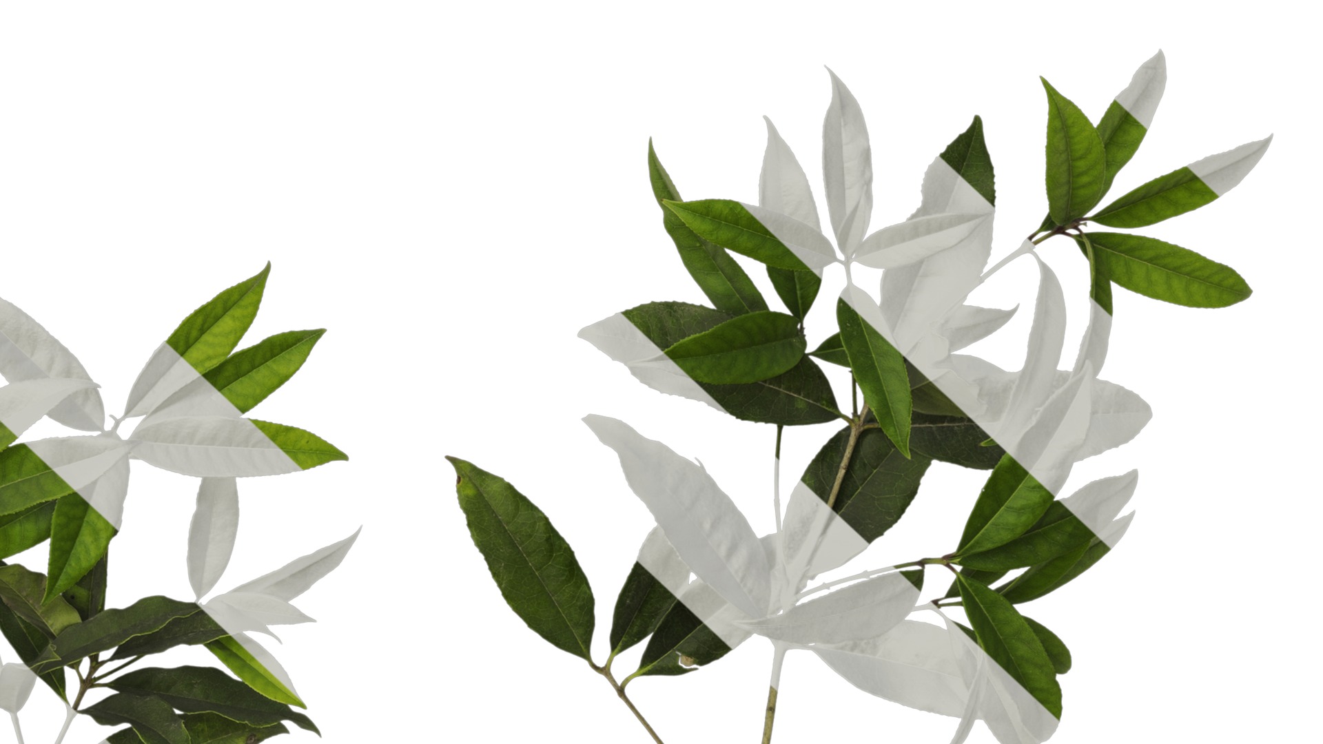 Osmanthus fragrans Low-poly 3D model_47