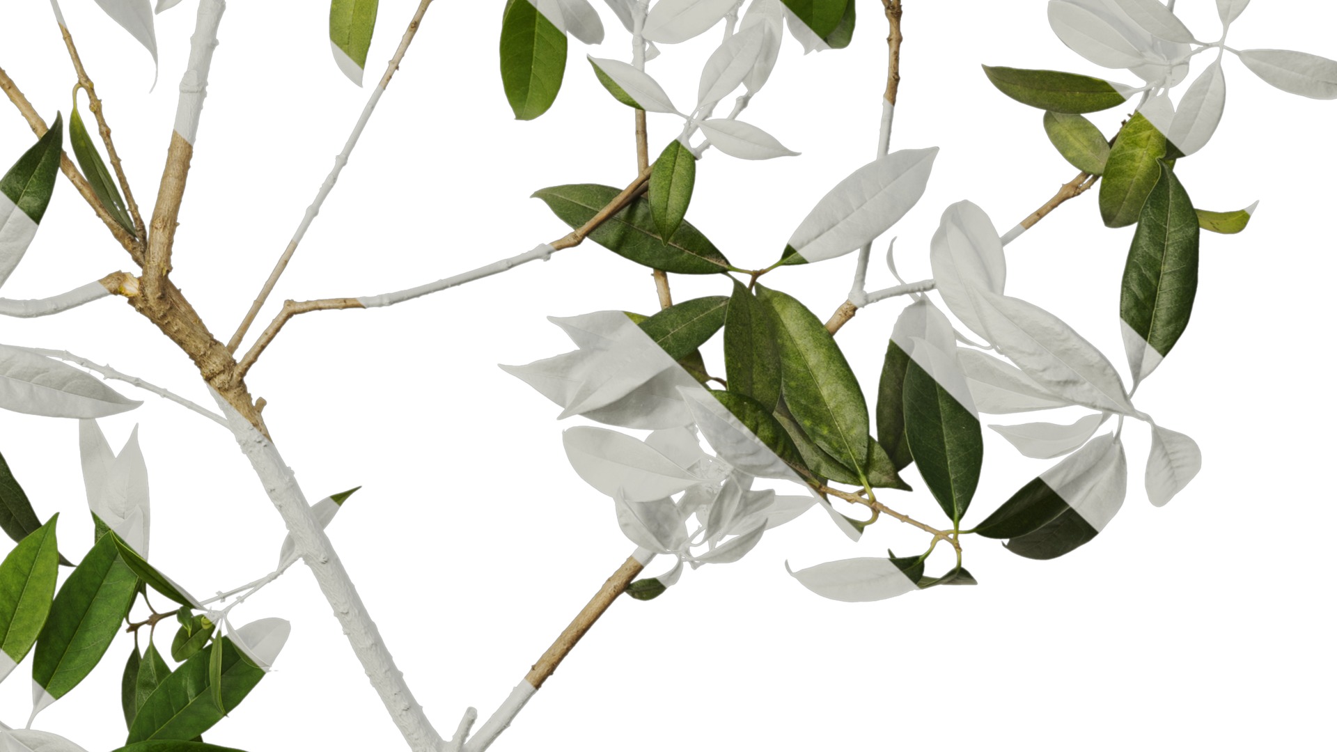 Osmanthus fragrans Low-poly 3D model_75