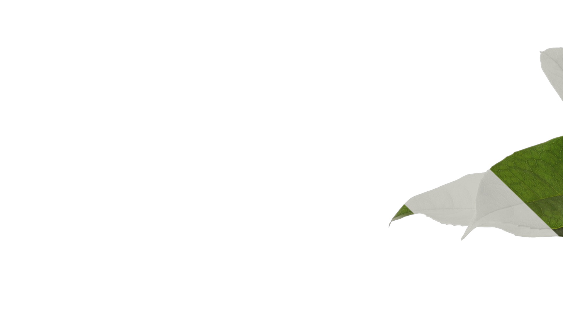 Osmanthus fragrans Low-poly 3D model_52