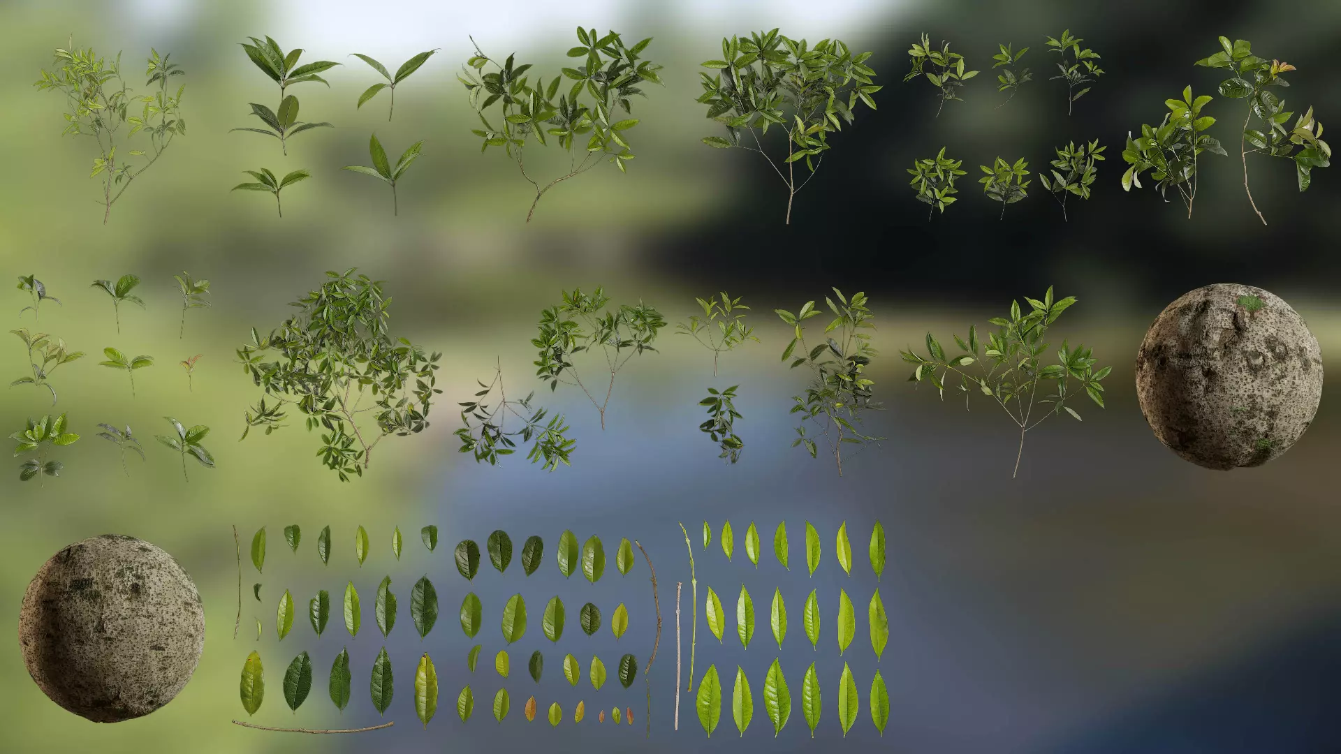 Osmanthus fragrans Low-poly 3D model_0