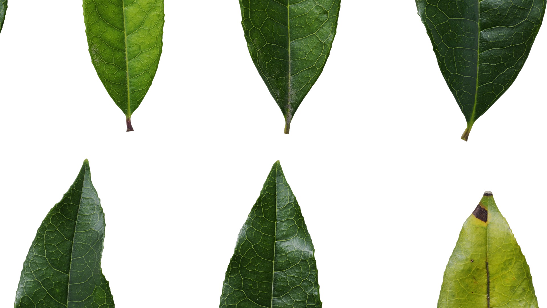 Osmanthus fragrans Low-poly 3D model_106