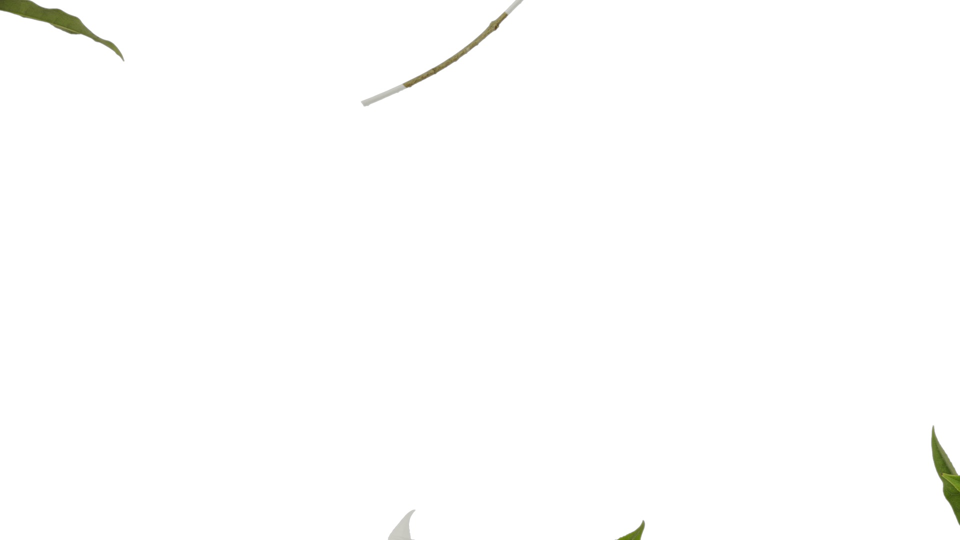 Osmanthus fragrans Low-poly 3D model_48