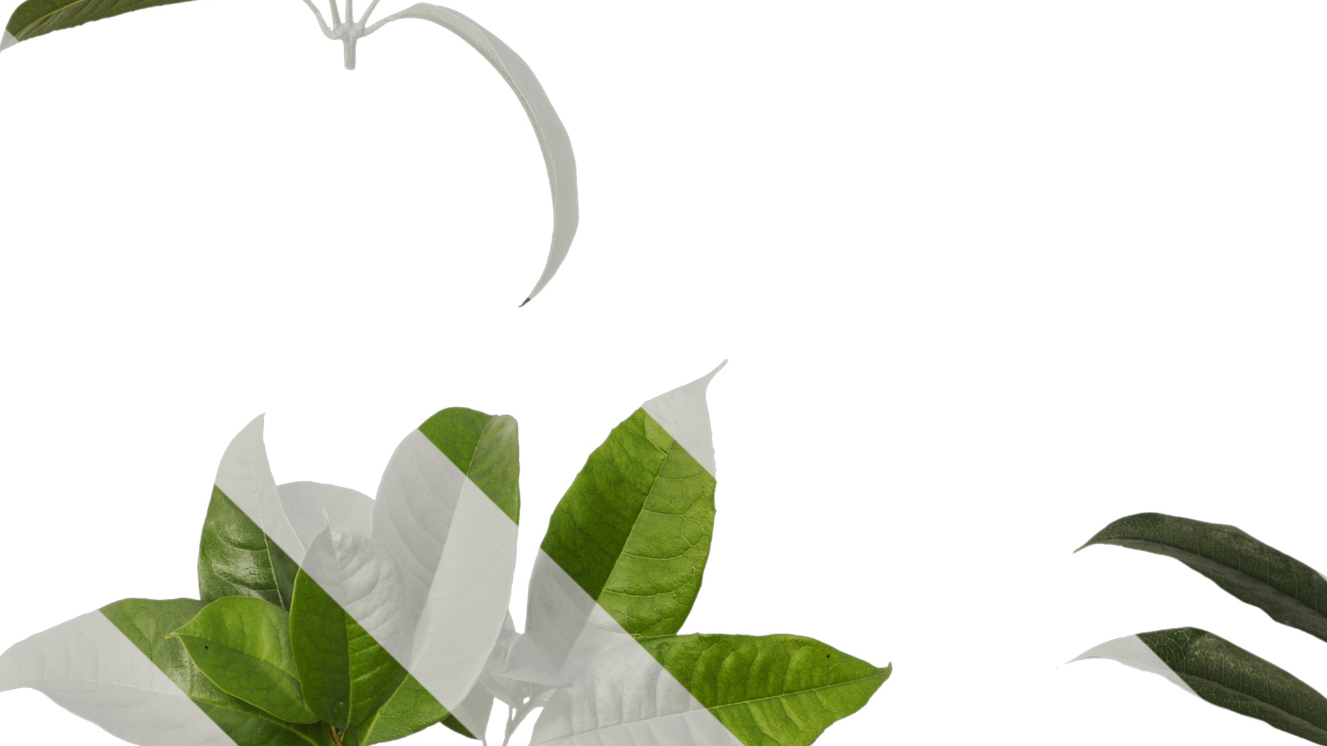 Osmanthus fragrans Low-poly 3D model_65