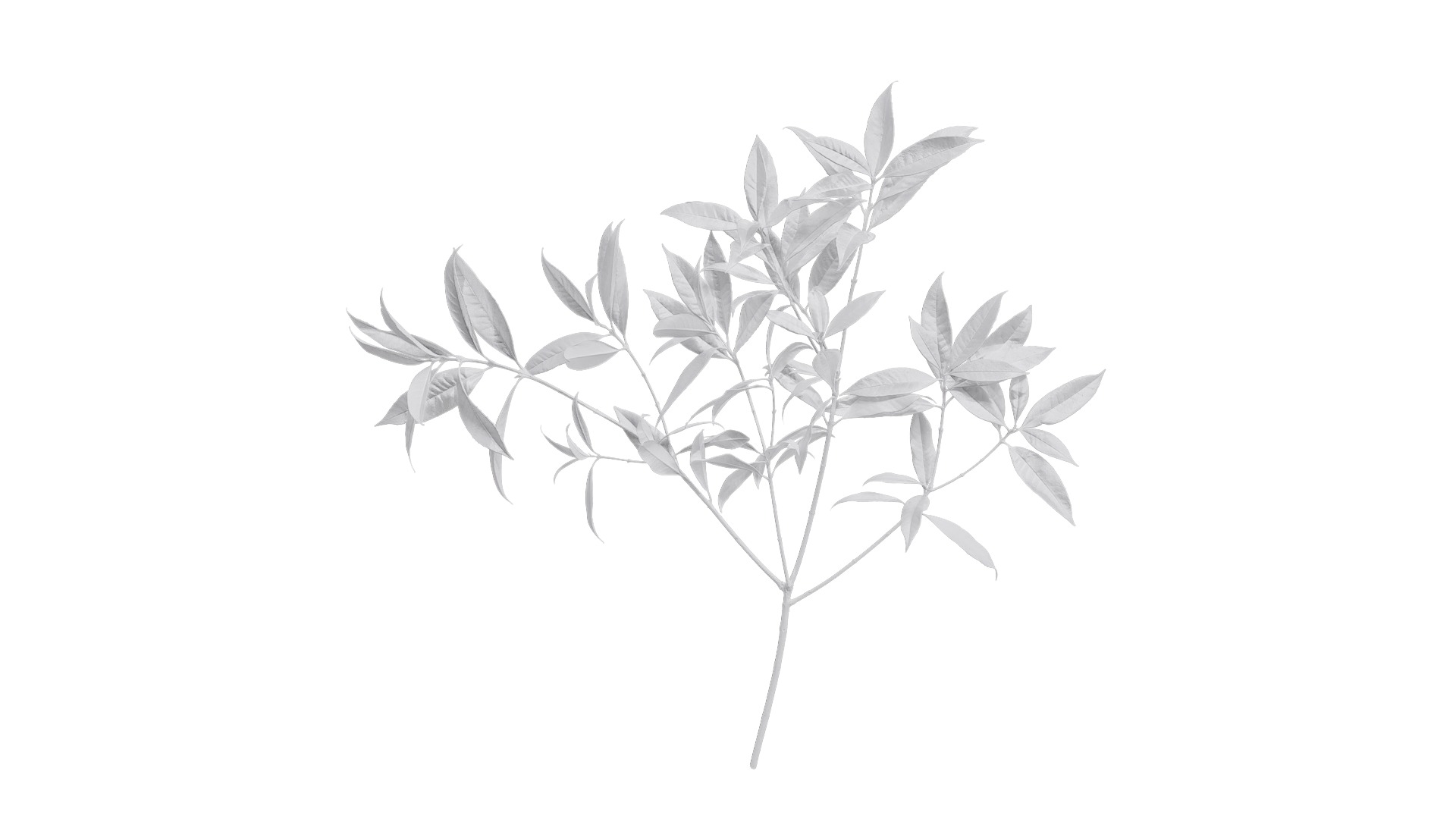 Osmanthus fragrans Low-poly 3D model_95