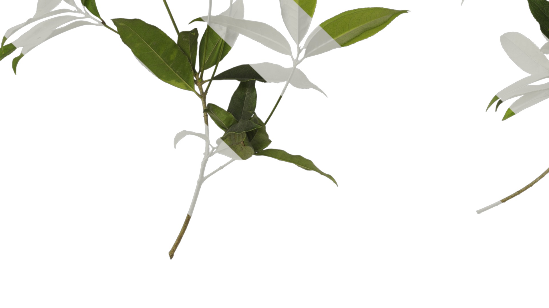 Osmanthus fragrans Low-poly 3D model_44
