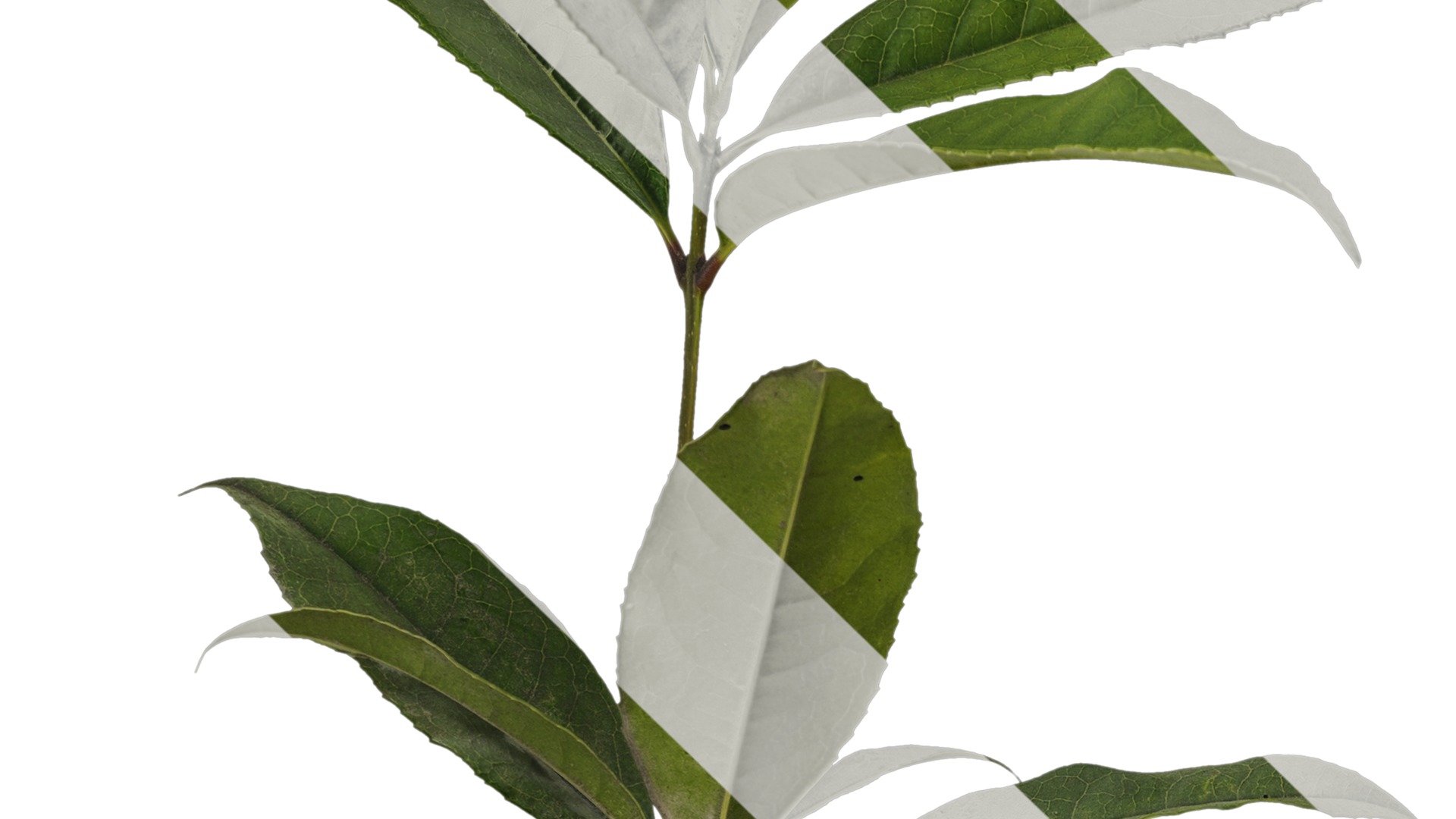 Osmanthus fragrans Low-poly 3D model_17