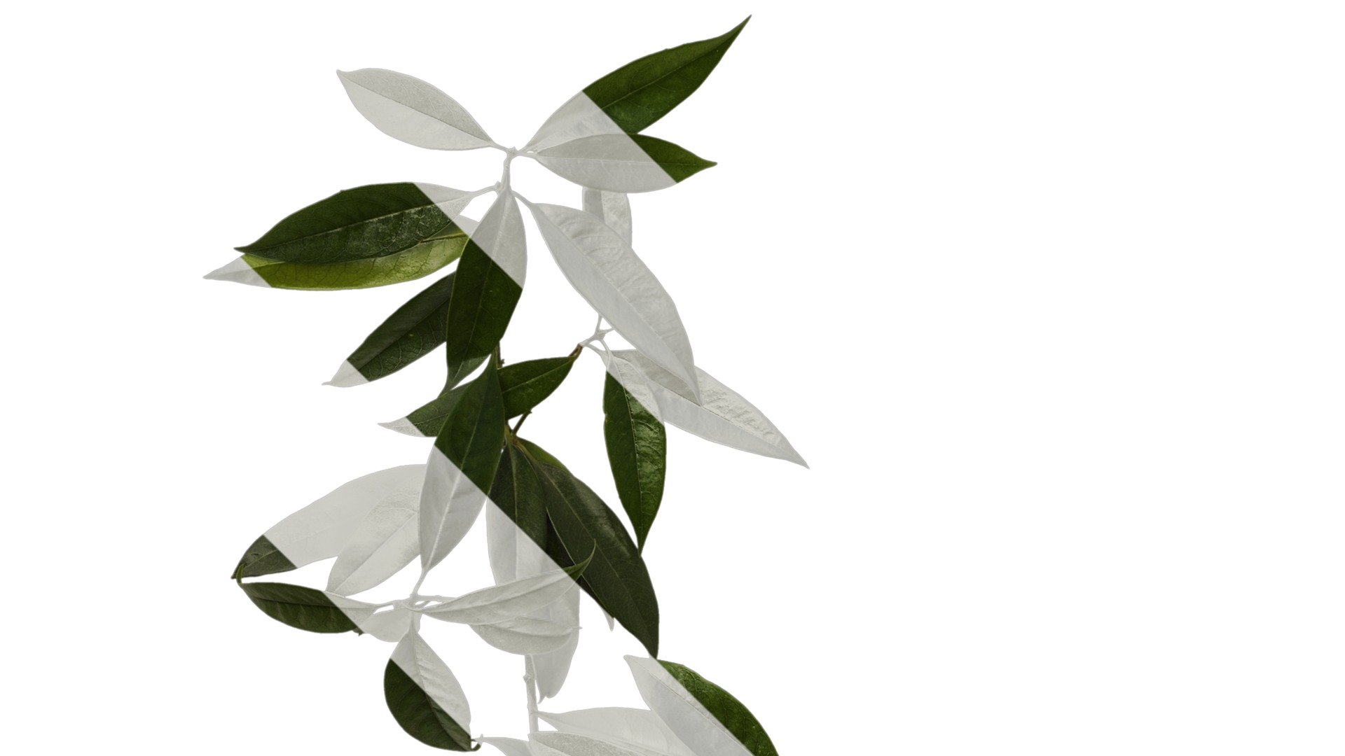 Osmanthus fragrans Low-poly 3D model_92