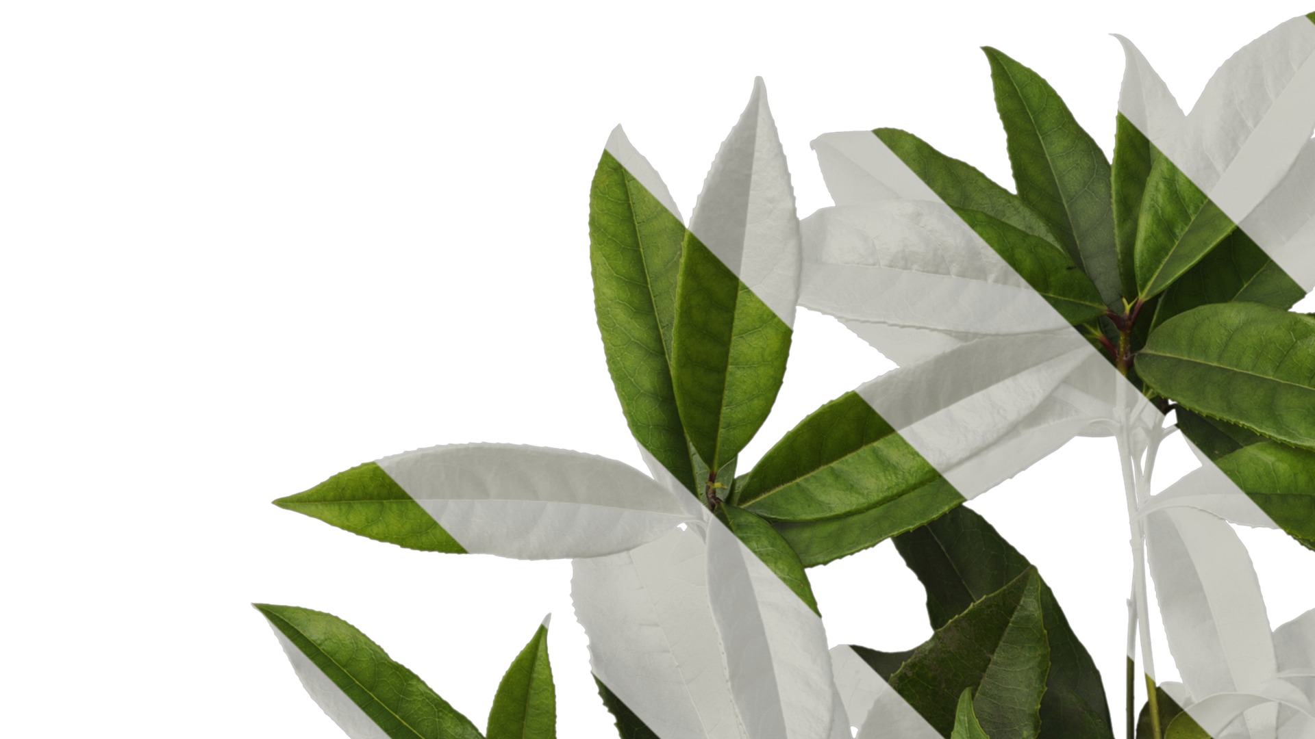 Osmanthus fragrans Low-poly 3D model_33