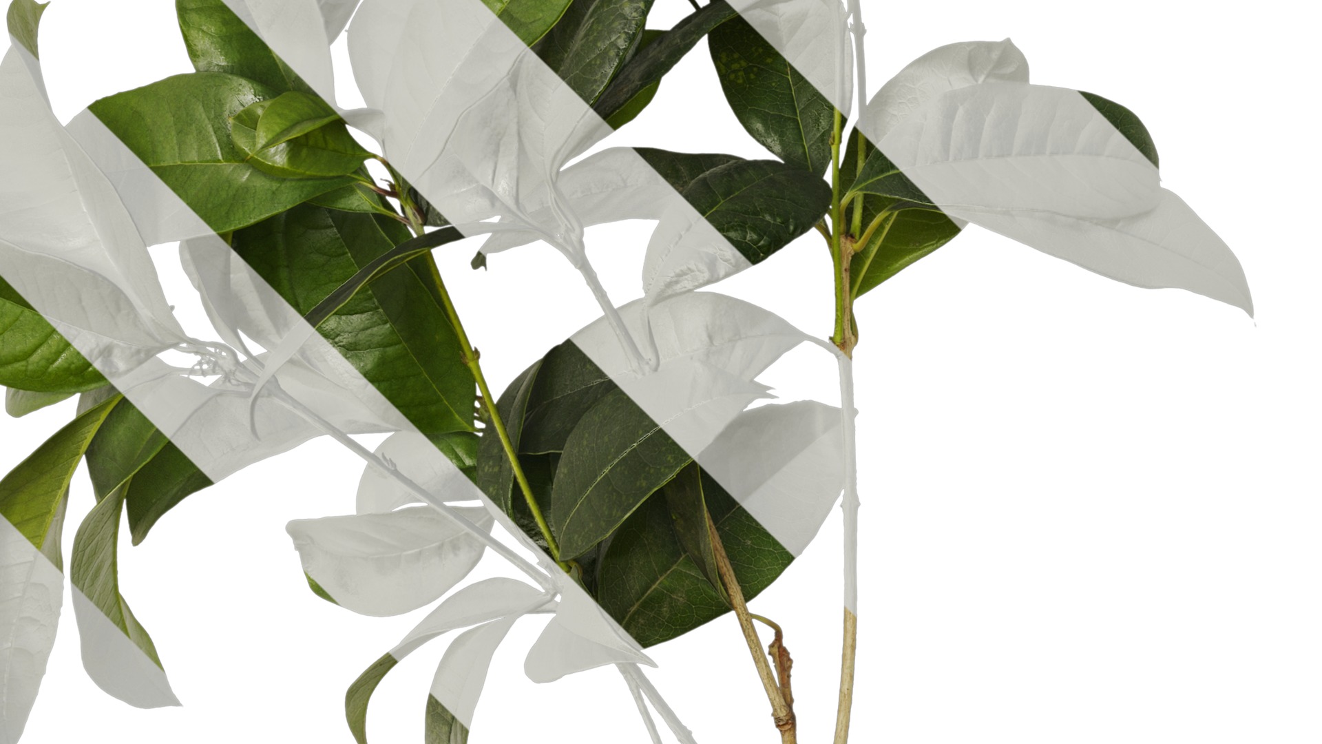 Osmanthus fragrans Low-poly 3D model_56