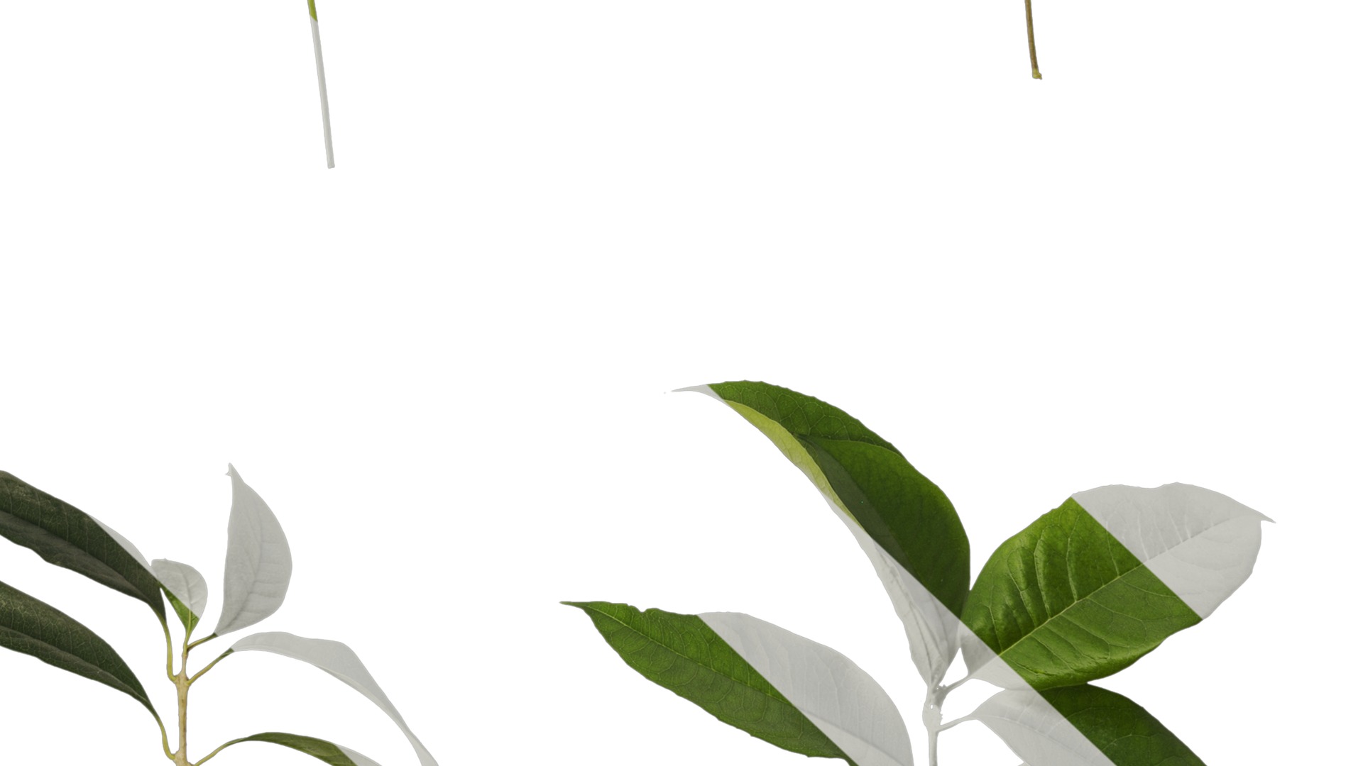 Osmanthus fragrans Low-poly 3D model_66