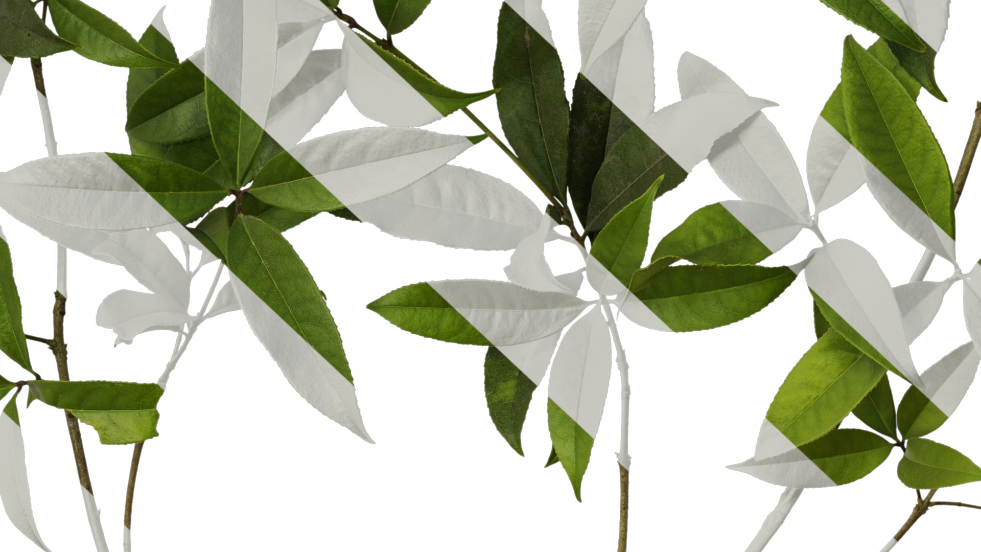 Osmanthus fragrans Low-poly 3D model_30