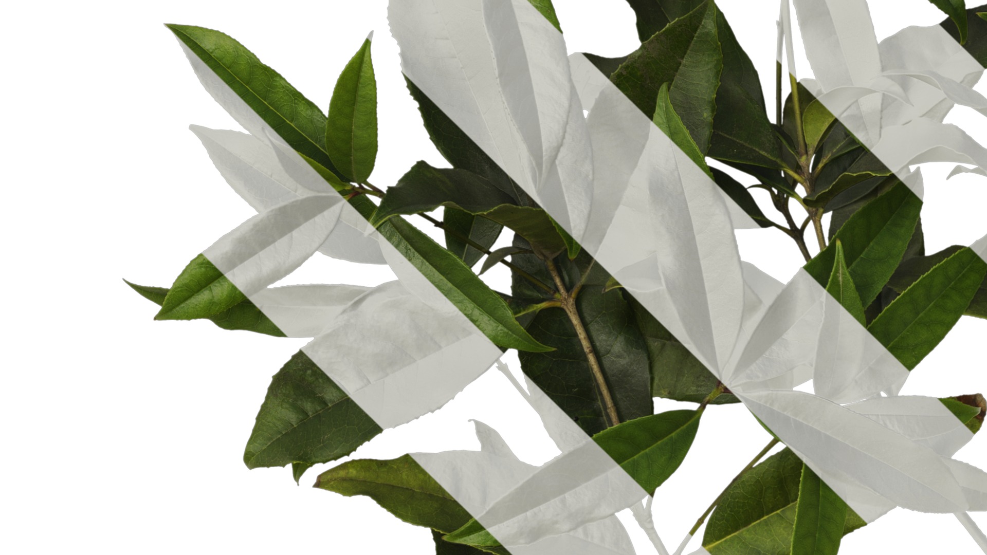 Osmanthus fragrans Low-poly 3D model_35