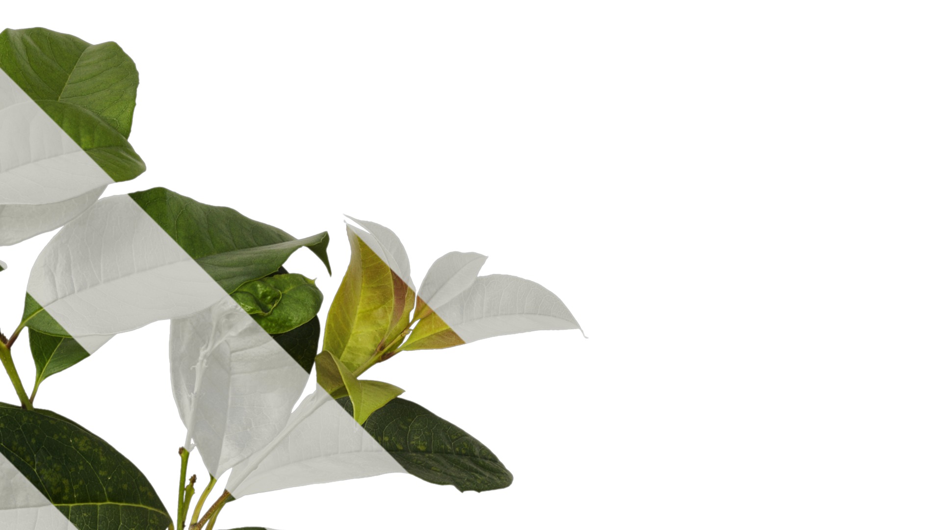 Osmanthus fragrans Low-poly 3D model_53