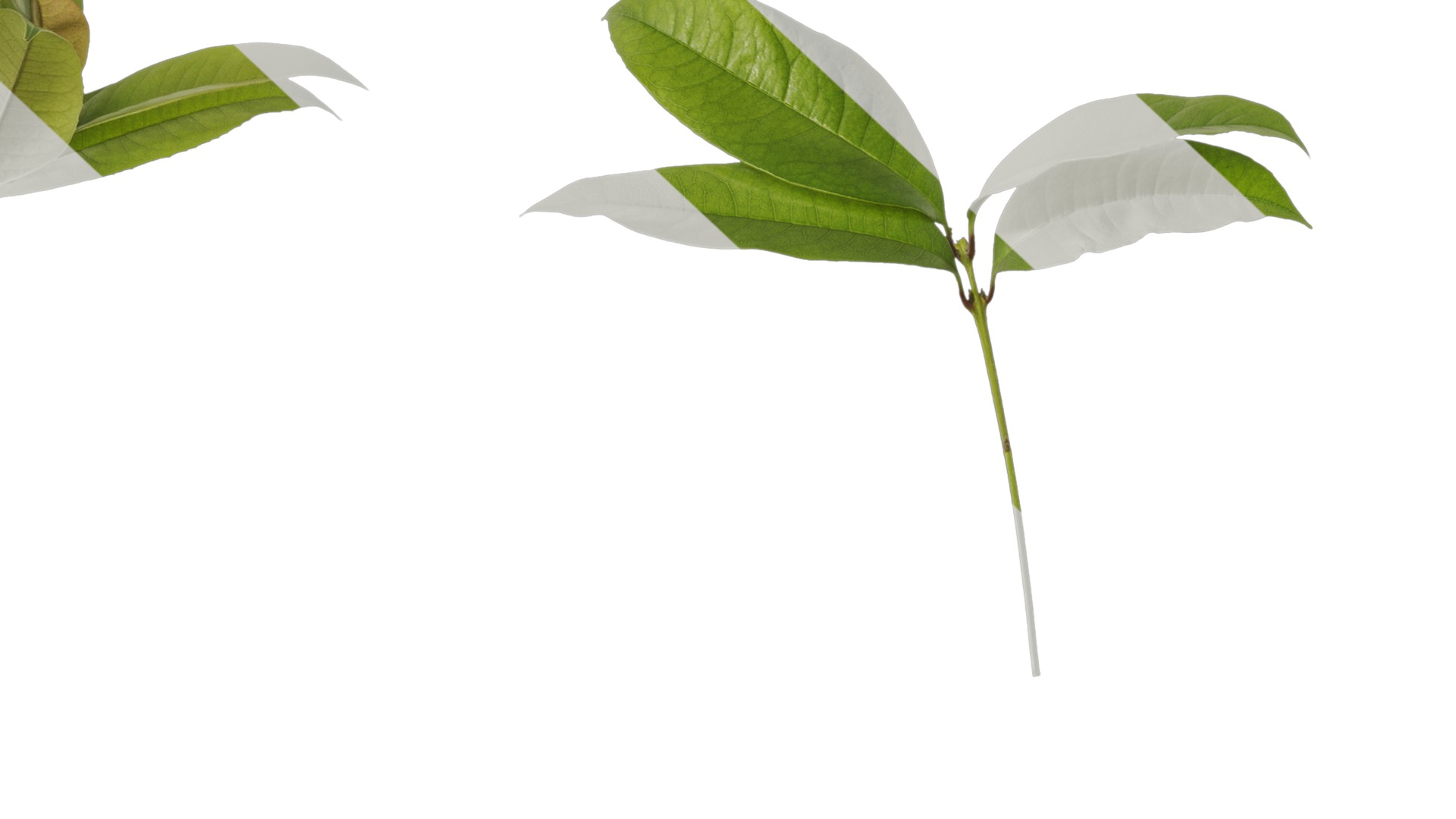 Osmanthus fragrans Low-poly 3D model_67