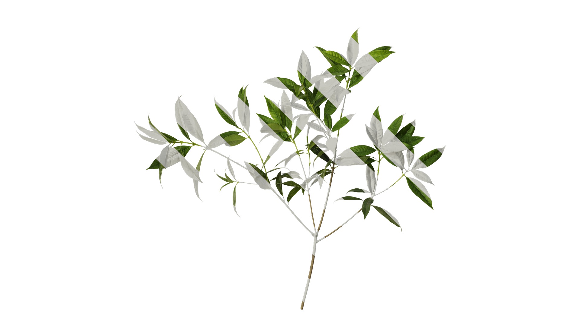 Osmanthus fragrans Low-poly 3D model_96