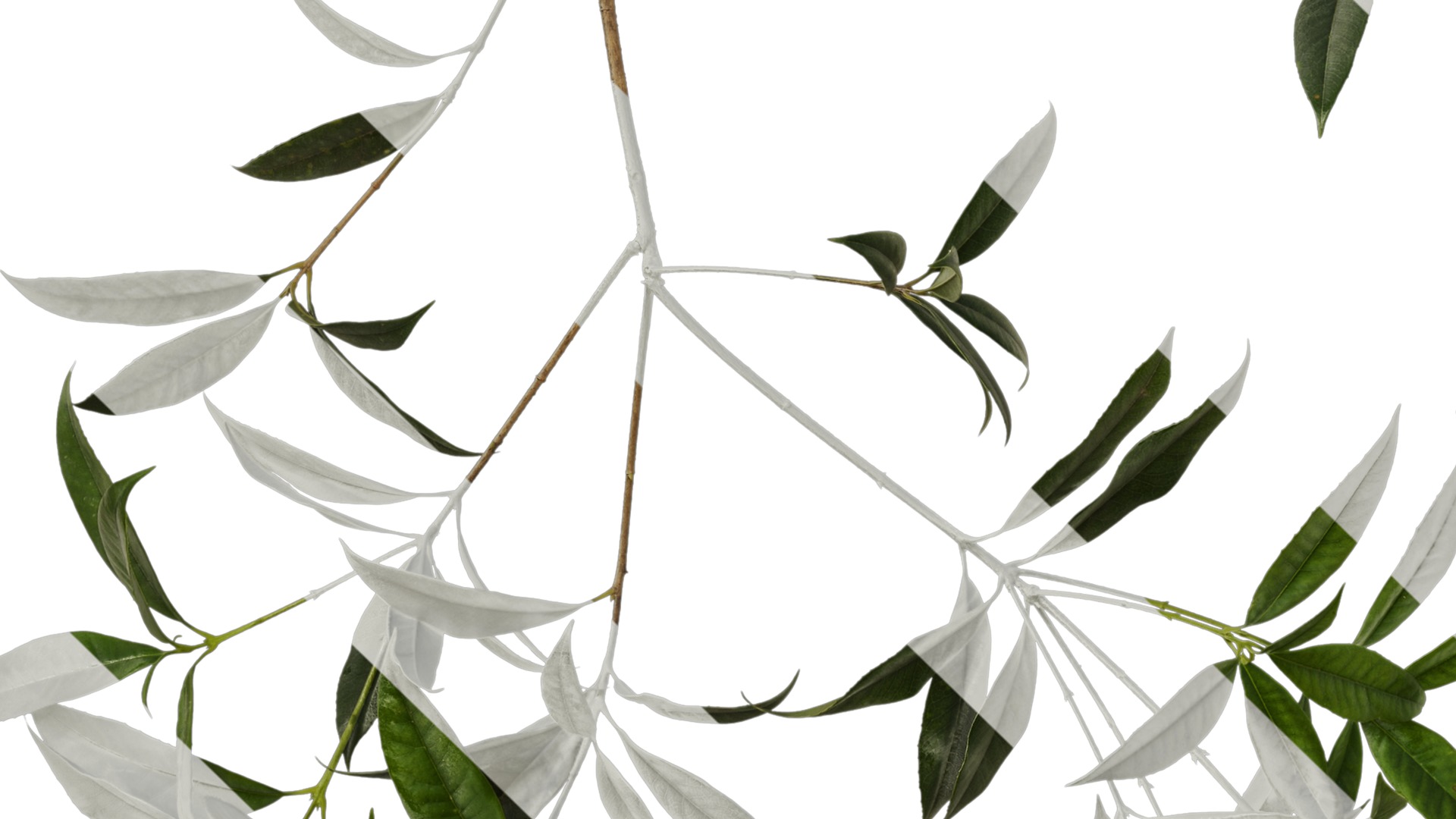 Osmanthus fragrans Low-poly 3D model_83