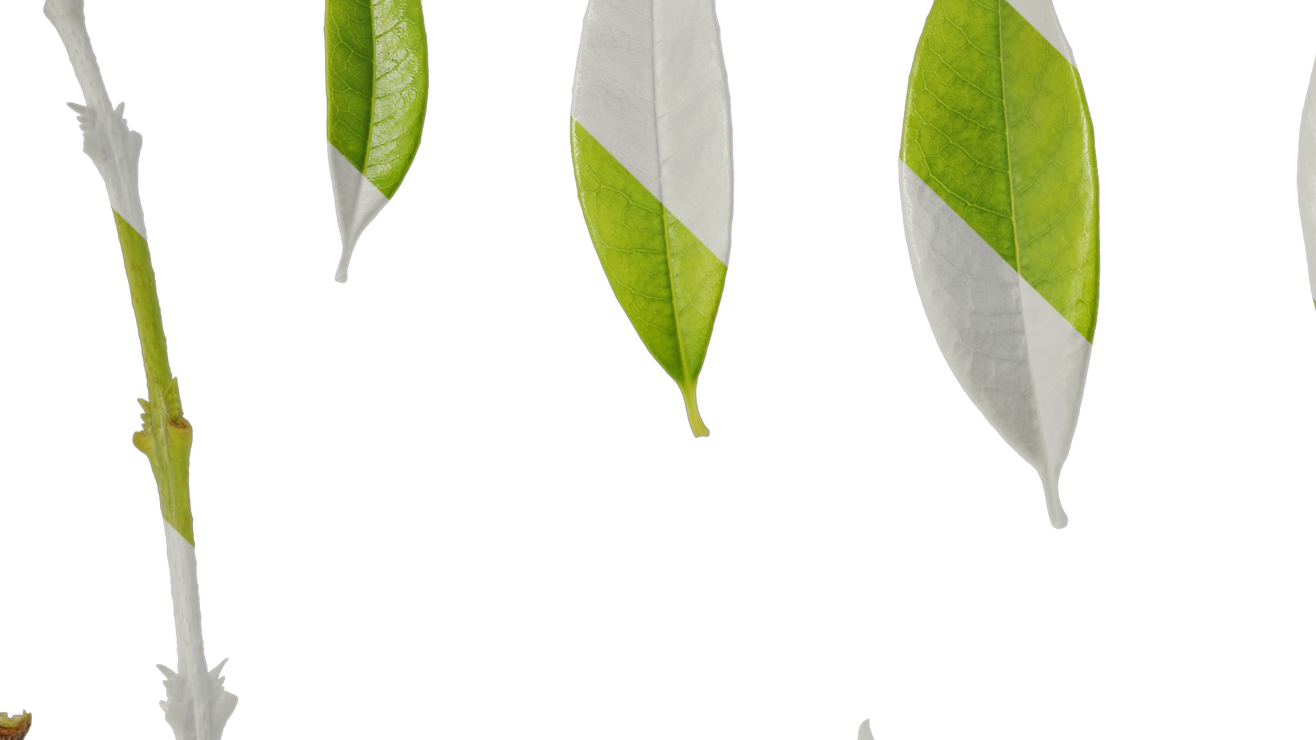 Osmanthus fragrans Low-poly 3D model_128