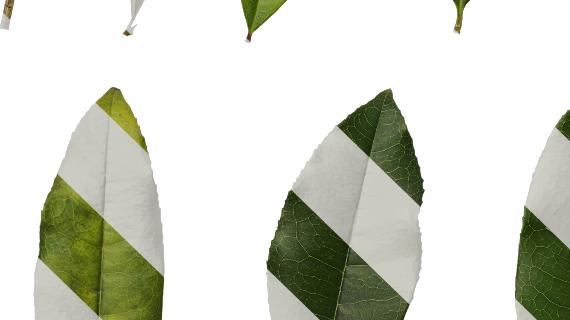 Osmanthus fragrans Low-poly 3D model_113