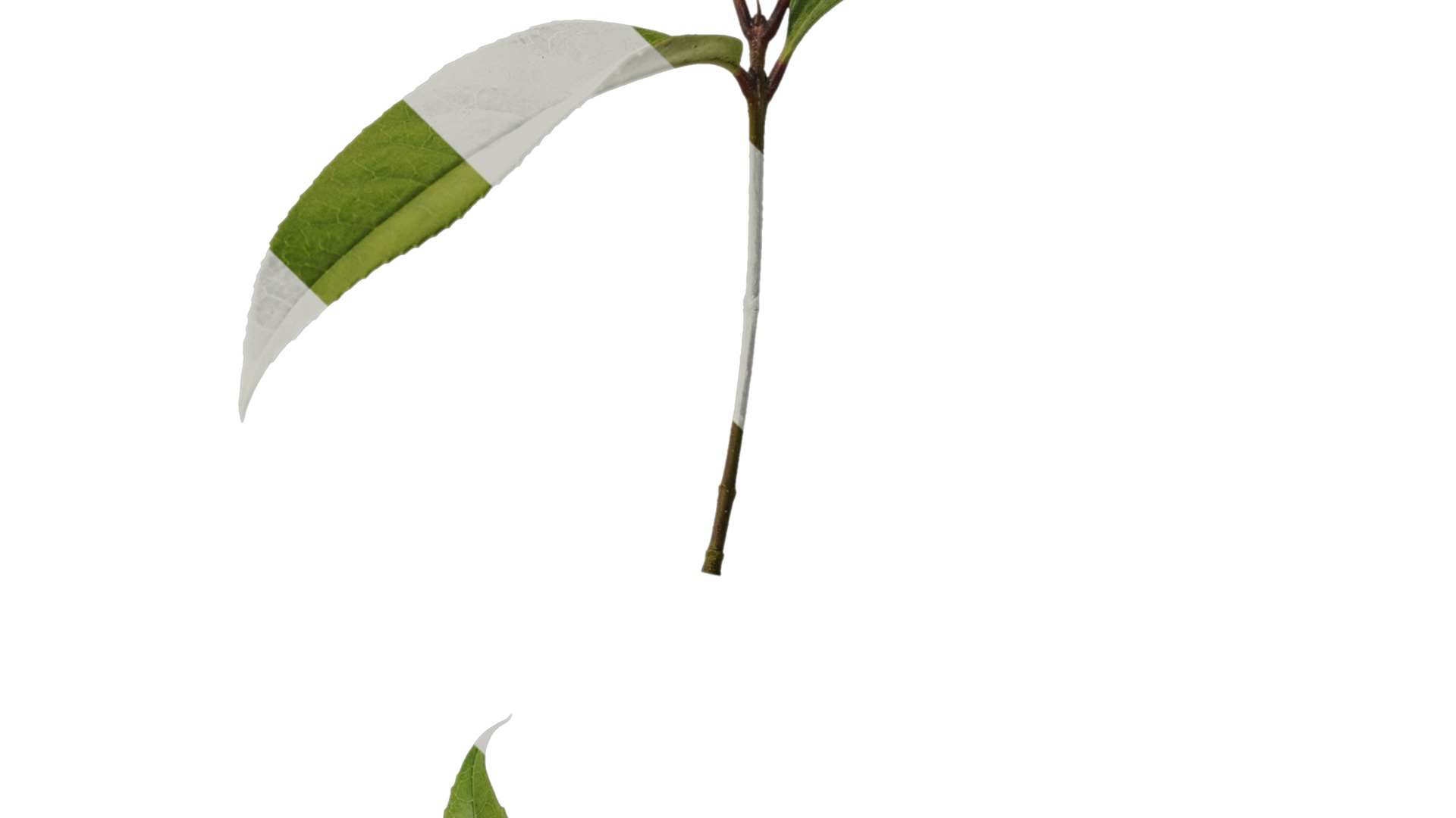 Osmanthus fragrans Low-poly 3D model_18