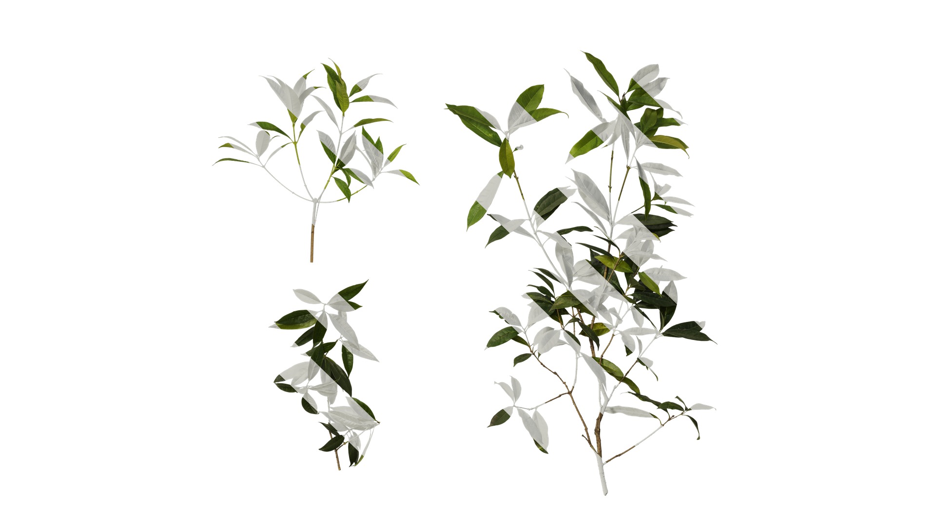 Osmanthus fragrans Low-poly 3D model_87