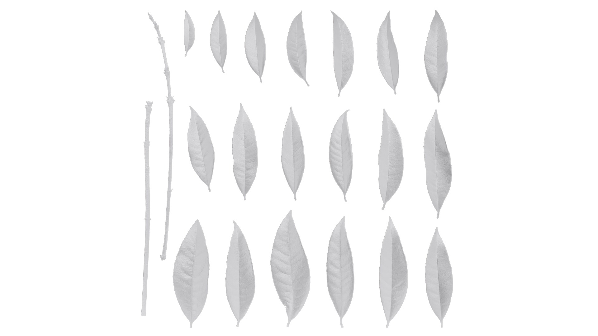 Osmanthus fragrans Low-poly 3D model_126