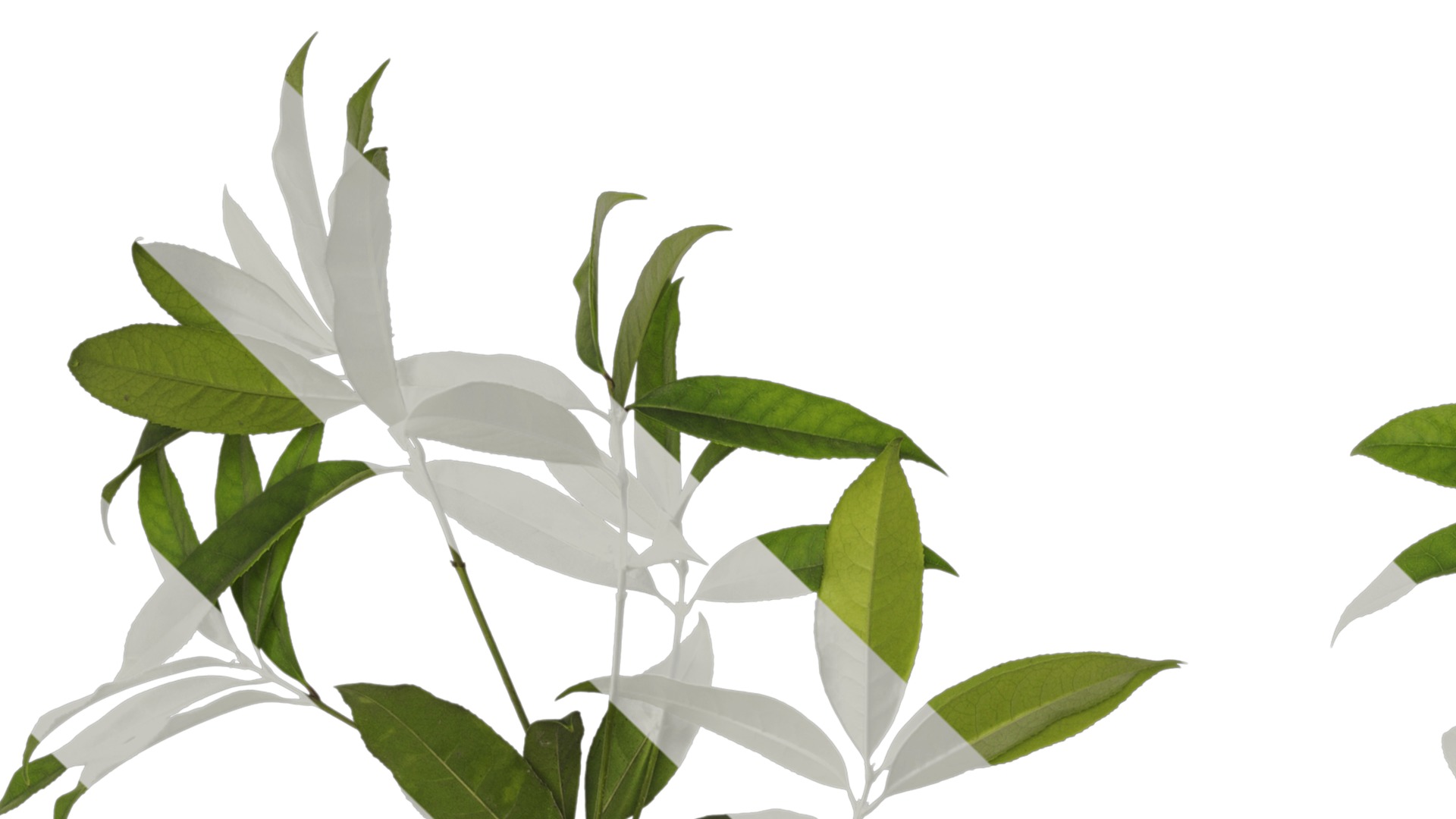 Osmanthus fragrans Low-poly 3D model_42