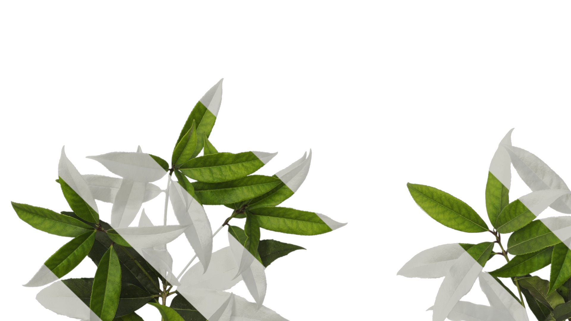 Osmanthus fragrans Low-poly 3D model_46