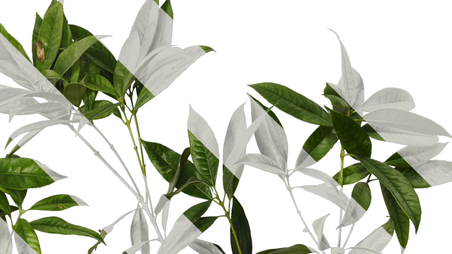 Osmanthus fragrans Low-poly 3D model_80