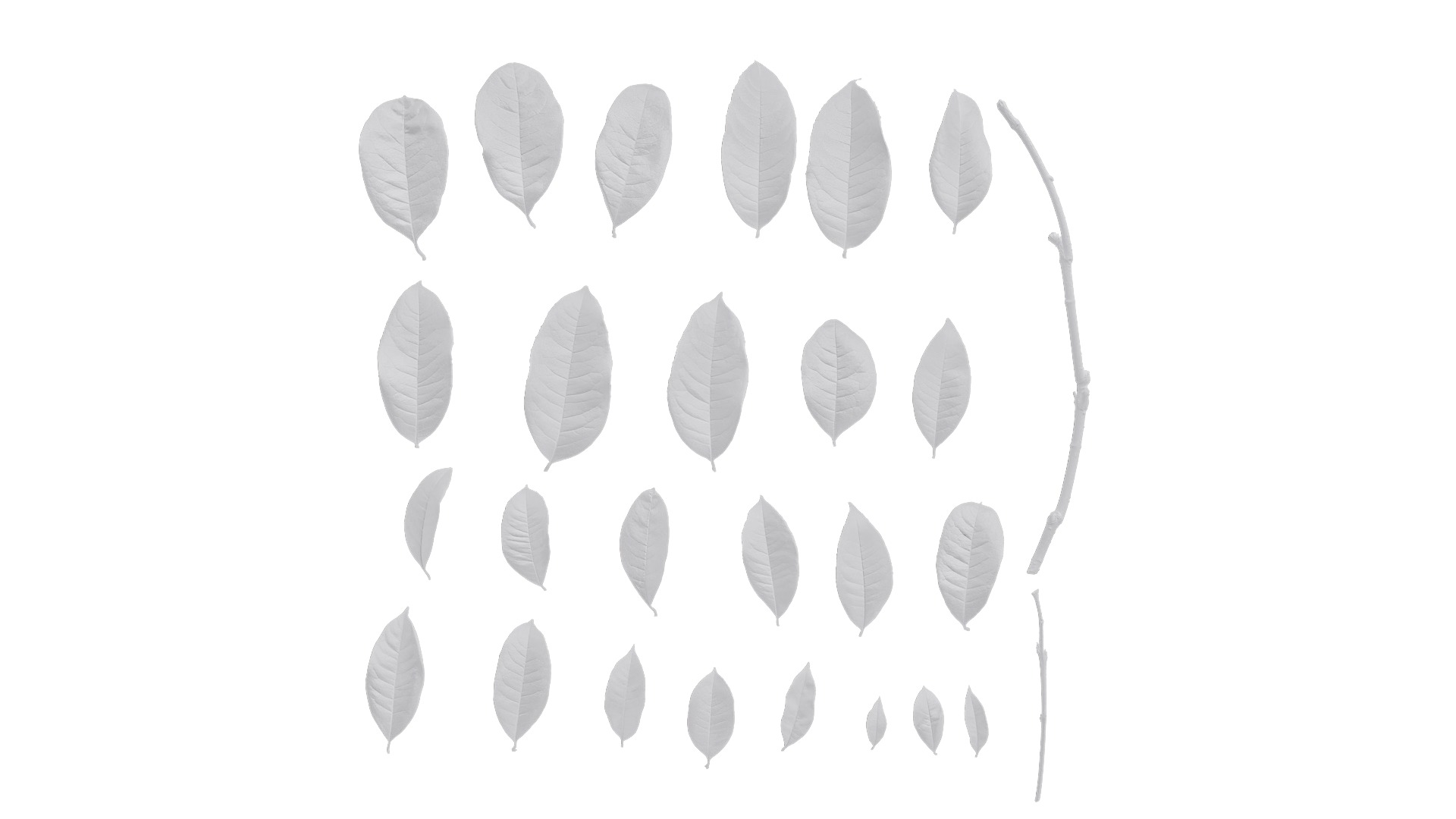 Osmanthus fragrans Low-poly 3D model_116