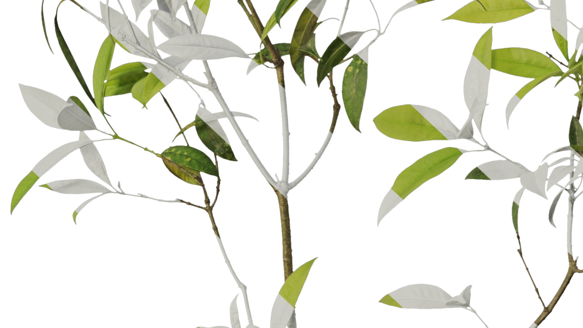 Osmanthus fragrans Low-poly 3D model_11