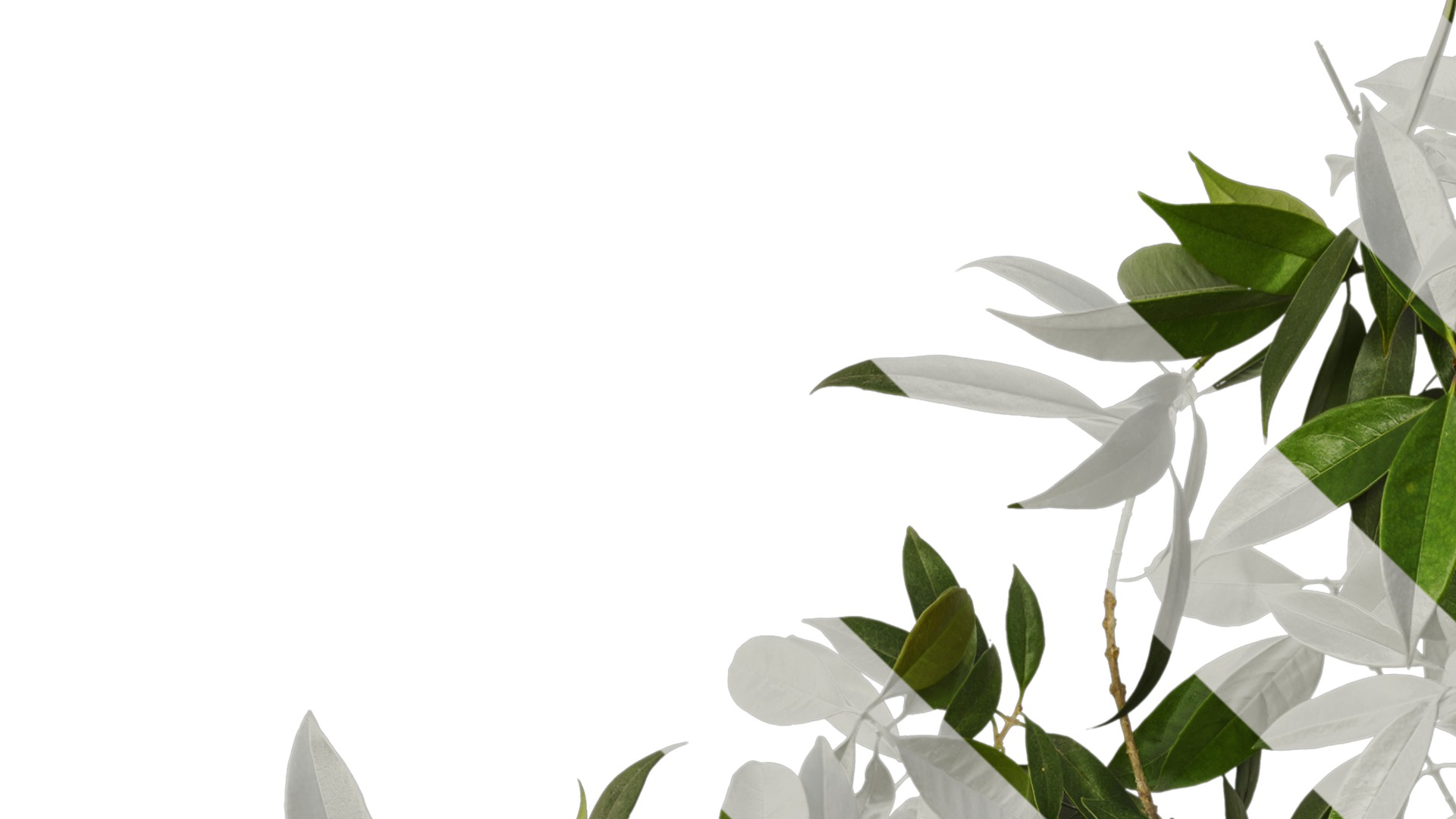 Osmanthus fragrans Low-poly 3D model_70