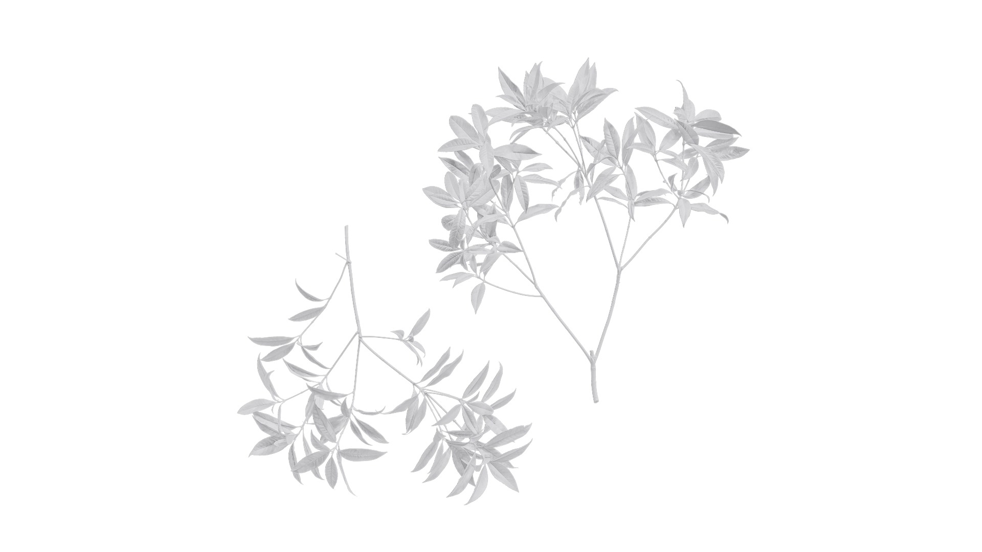 Osmanthus fragrans Low-poly 3D model_77