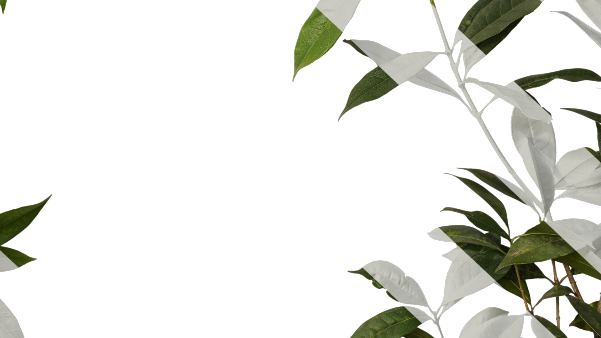 Osmanthus fragrans Low-poly 3D model_94