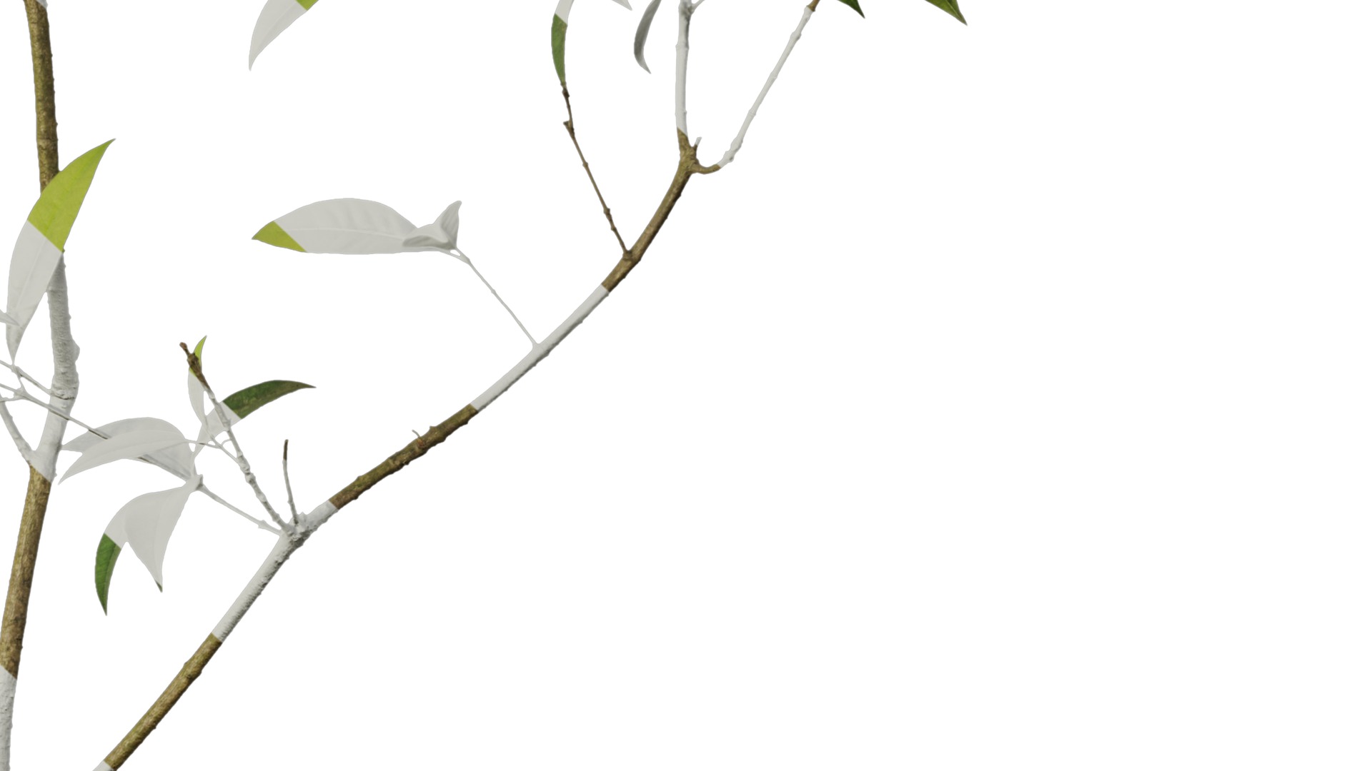 Osmanthus fragrans Low-poly 3D model_10