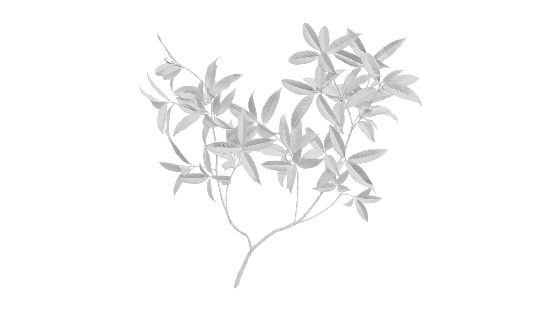 Osmanthus fragrans Low-poly 3D model_22