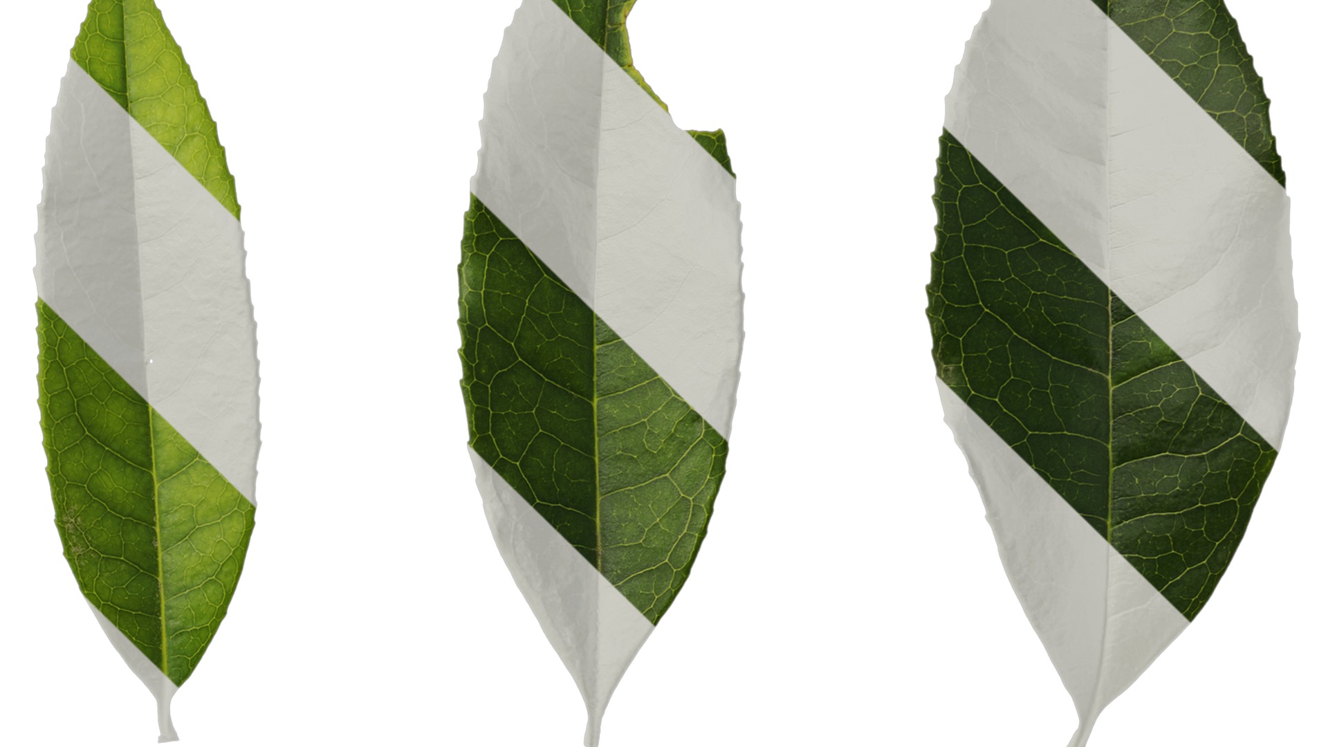 Osmanthus fragrans Low-poly 3D model_112