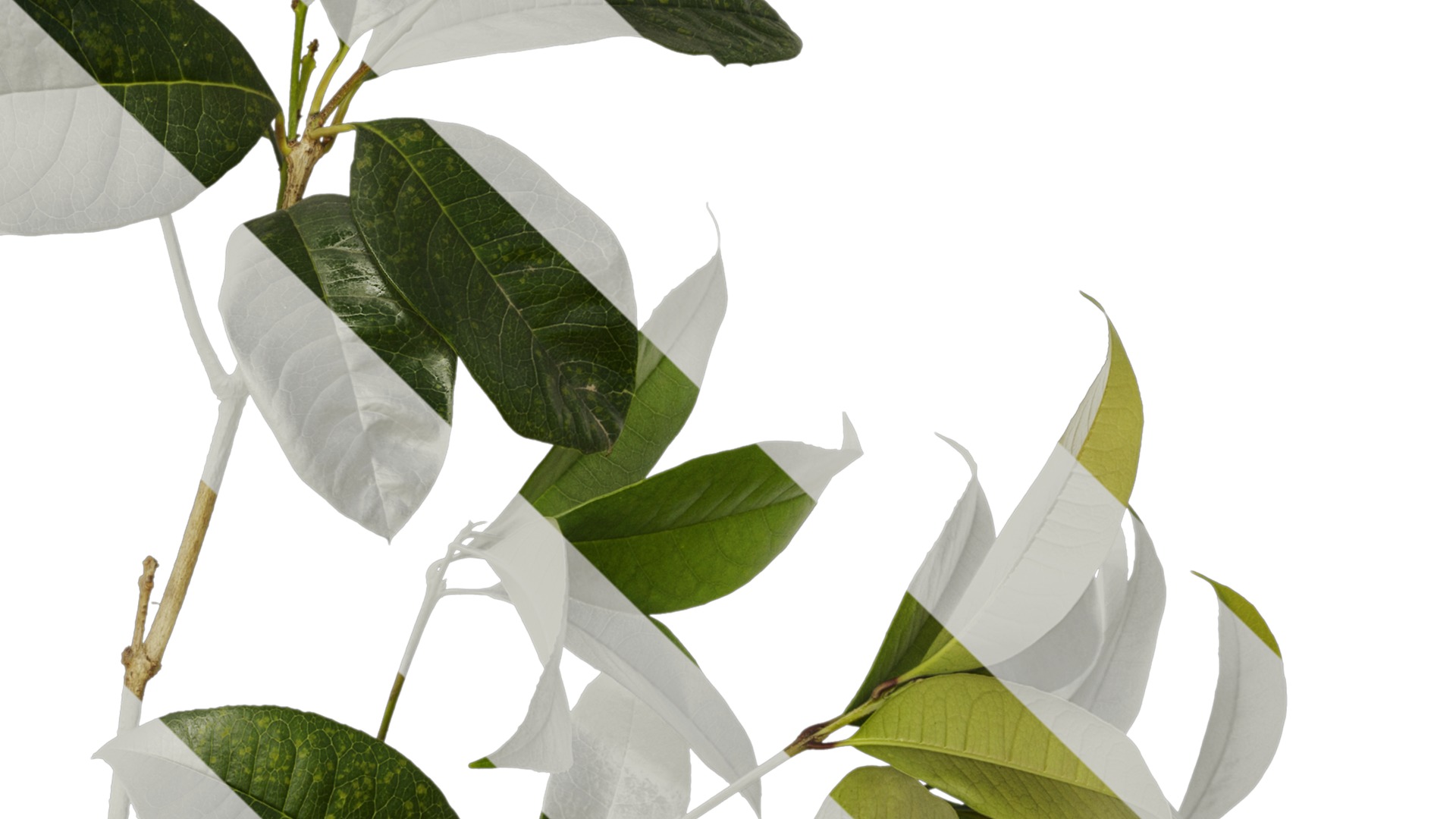 Osmanthus fragrans Low-poly 3D model_55