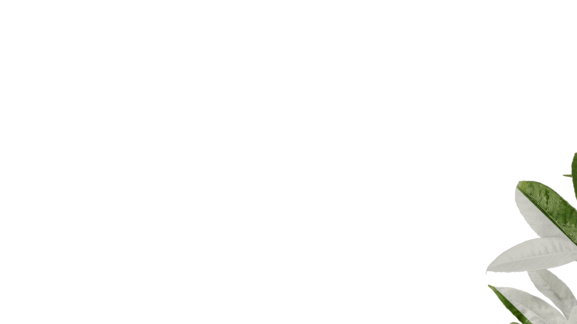 Osmanthus fragrans Low-poly 3D model_79