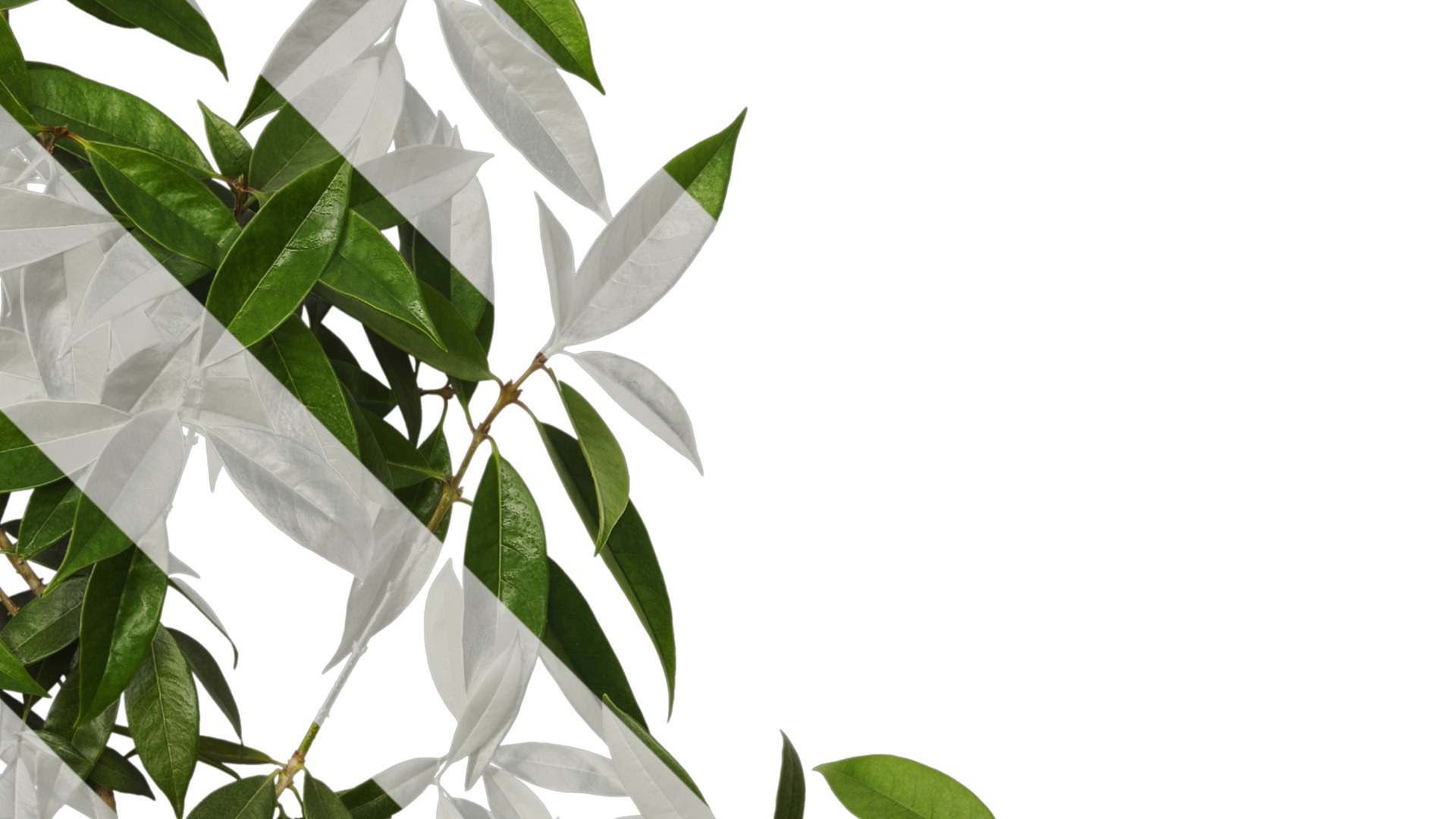 Osmanthus fragrans Low-poly 3D model_71