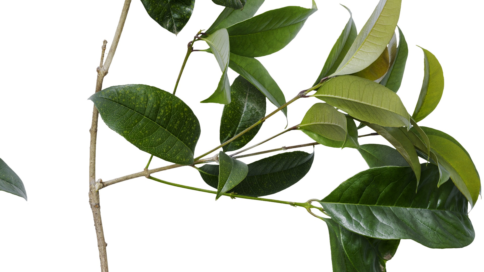 Osmanthus fragrans Low-poly 3D model_49