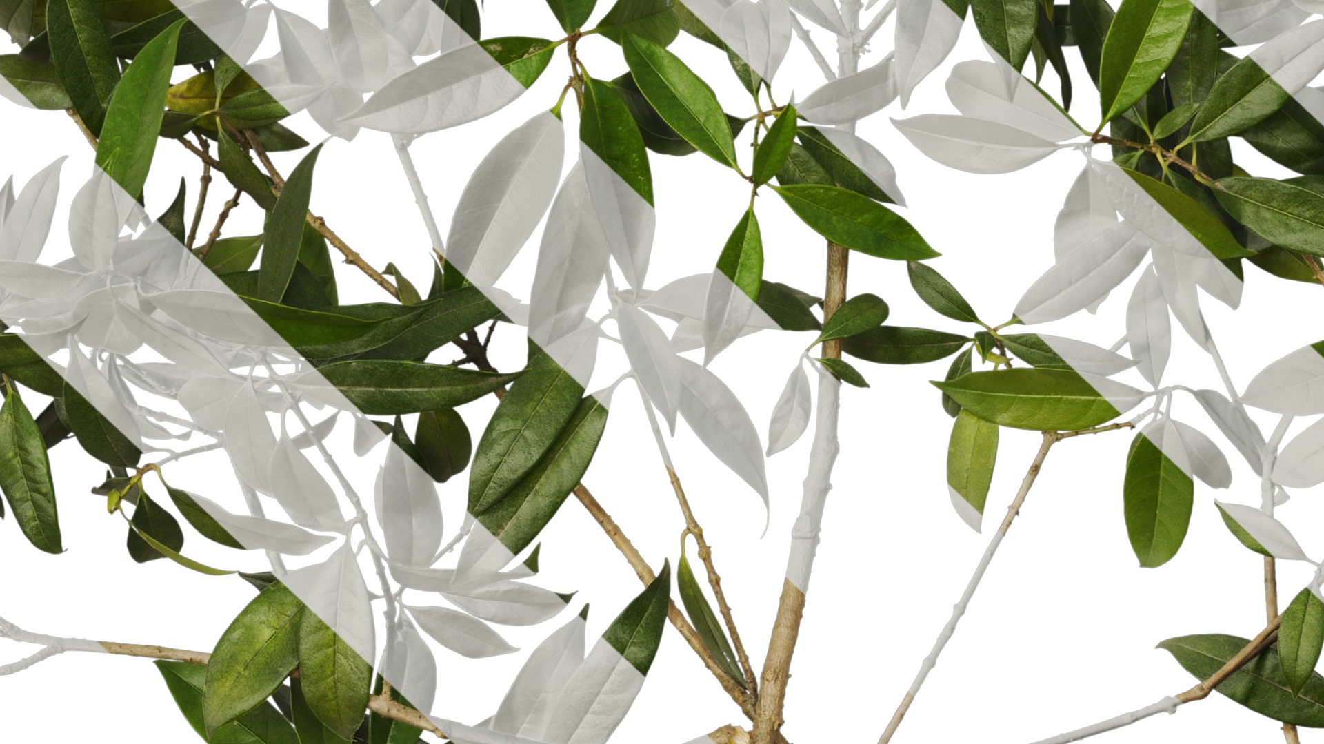 Osmanthus fragrans Low-poly 3D model_76