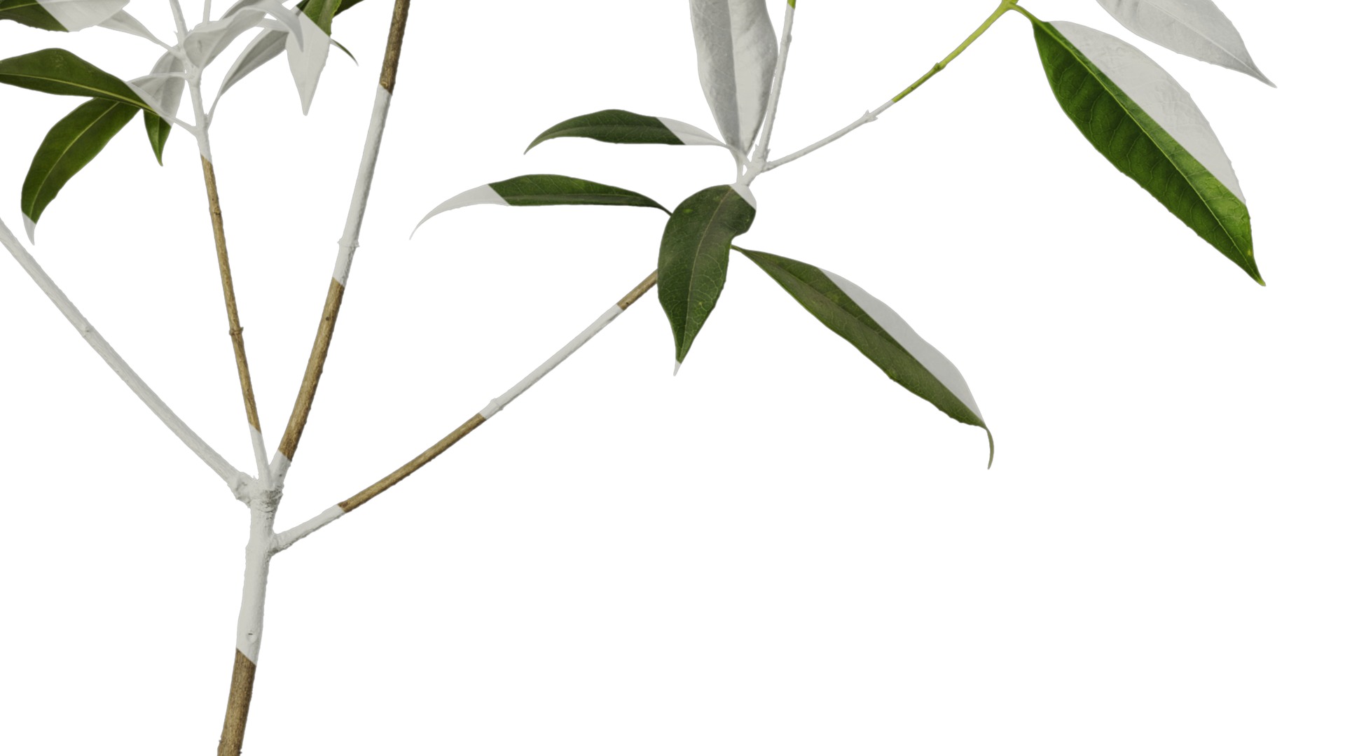 Osmanthus fragrans Low-poly 3D model_102