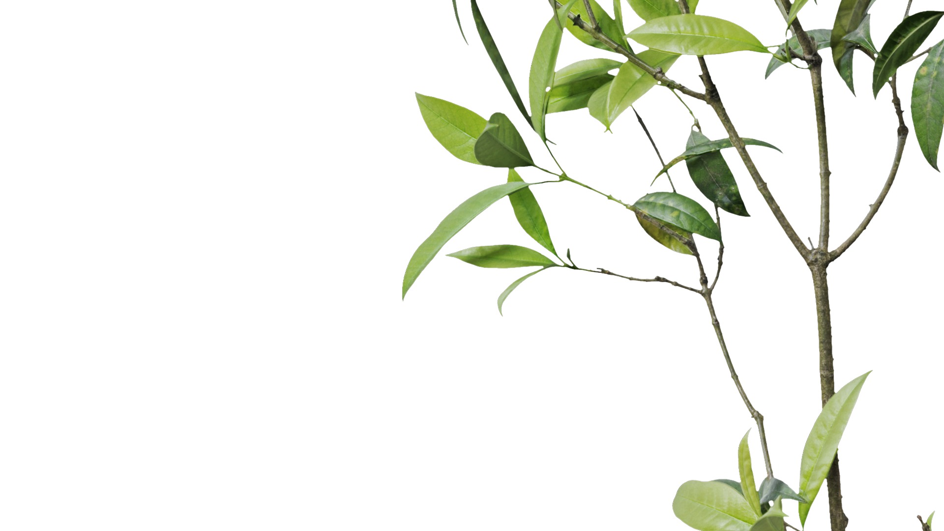 Osmanthus fragrans Low-poly 3D model_1