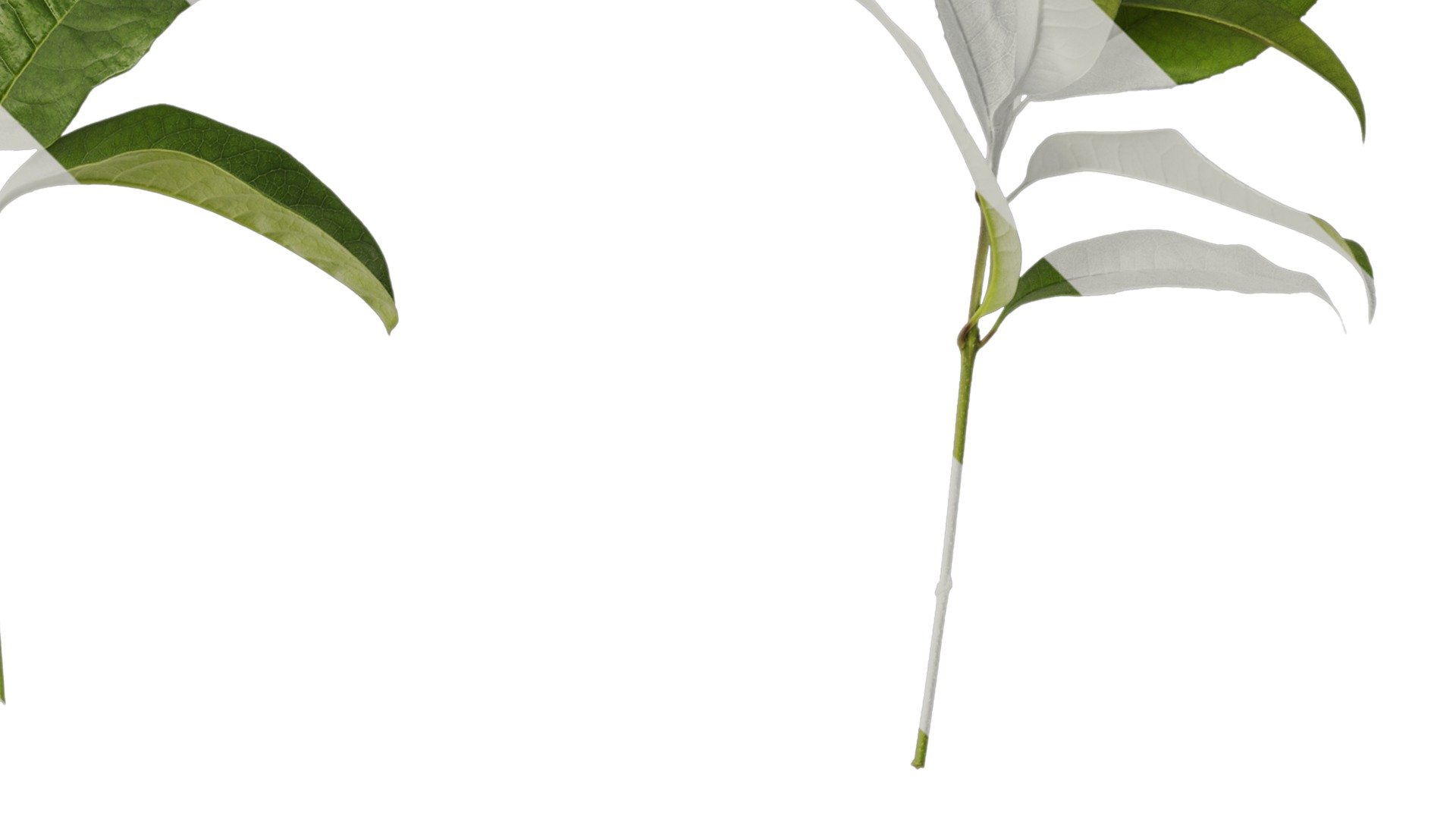 Osmanthus fragrans Low-poly 3D model_62