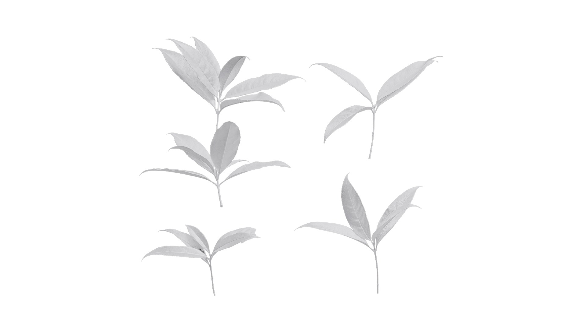 Osmanthus fragrans Low-poly 3D model_13