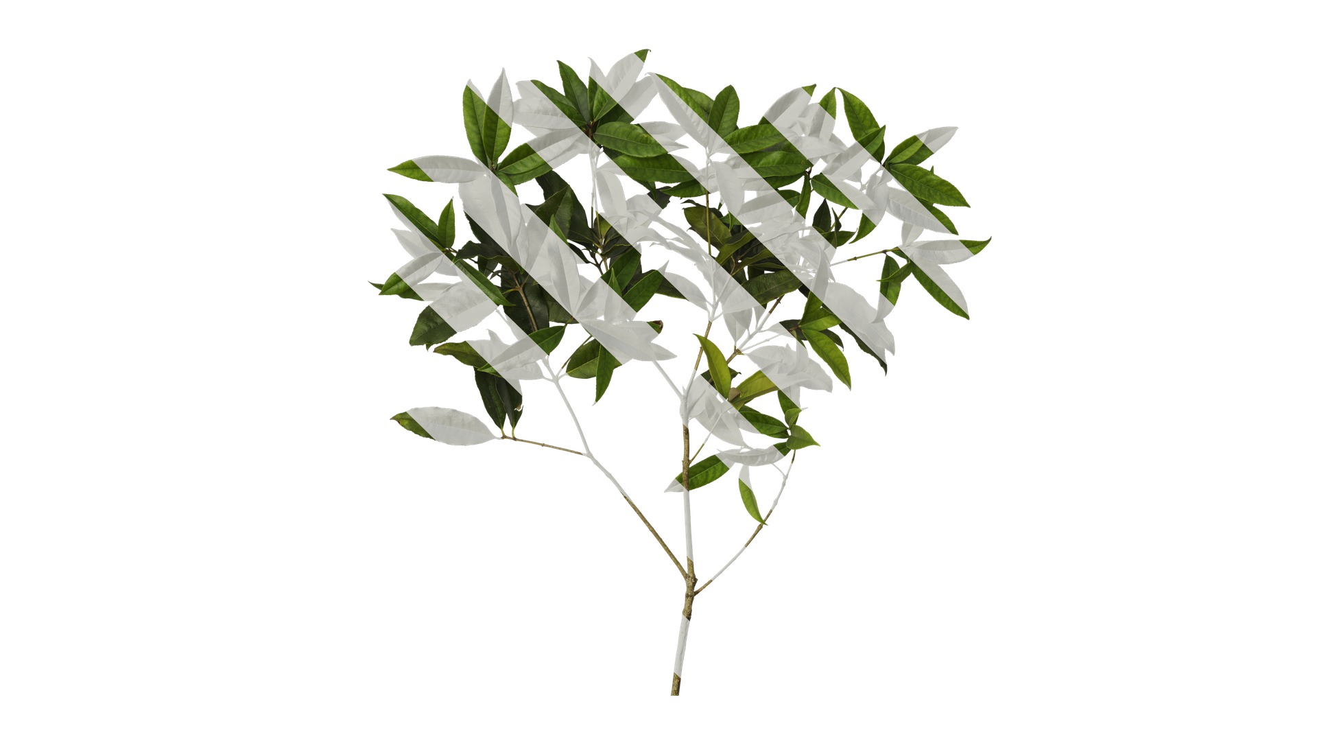 Osmanthus fragrans Low-poly 3D model_32