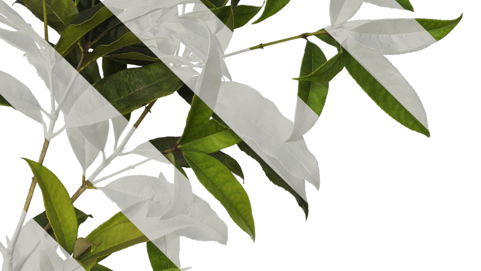 Osmanthus fragrans Low-poly 3D model_36