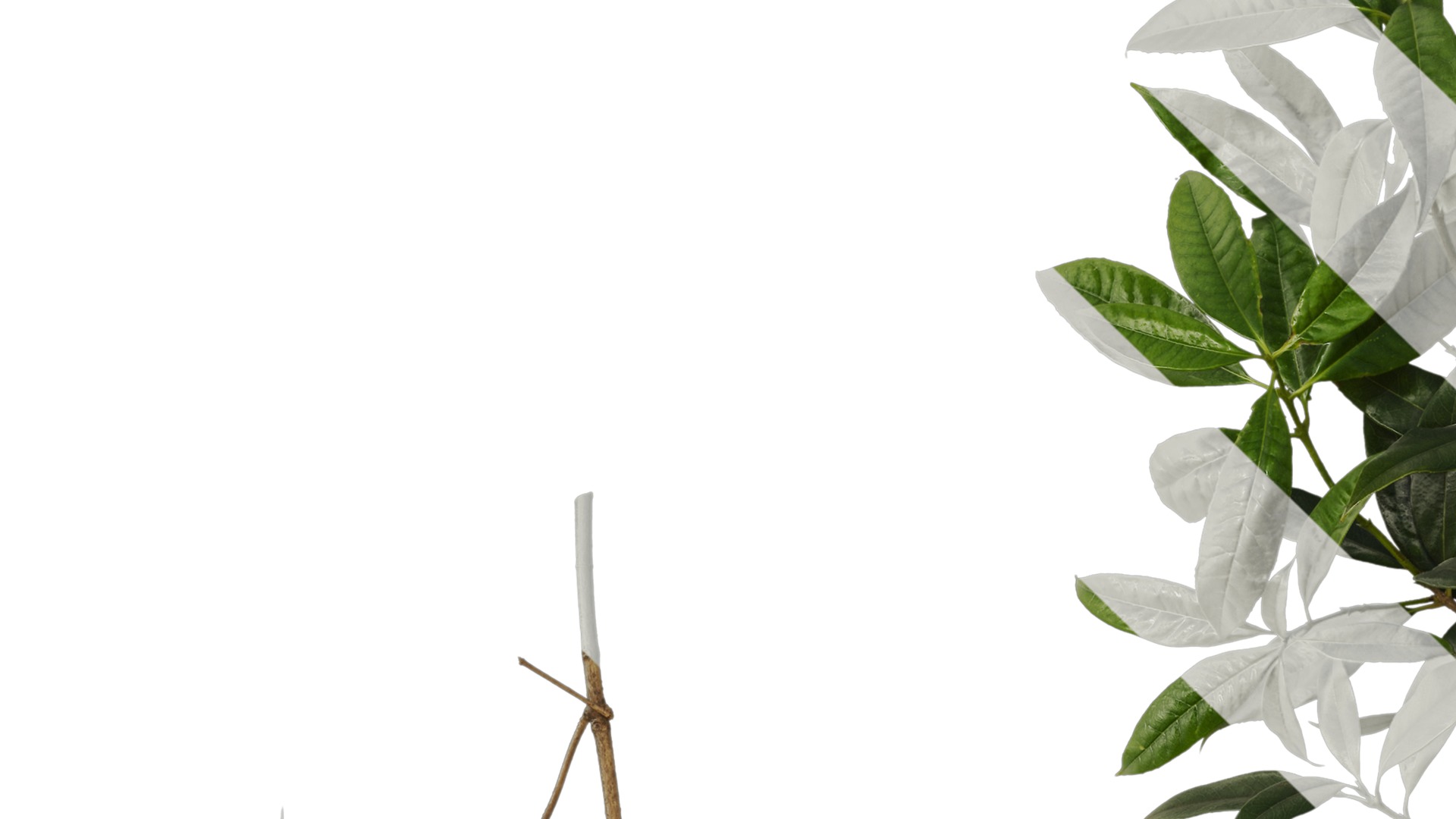 Osmanthus fragrans Low-poly 3D model_81