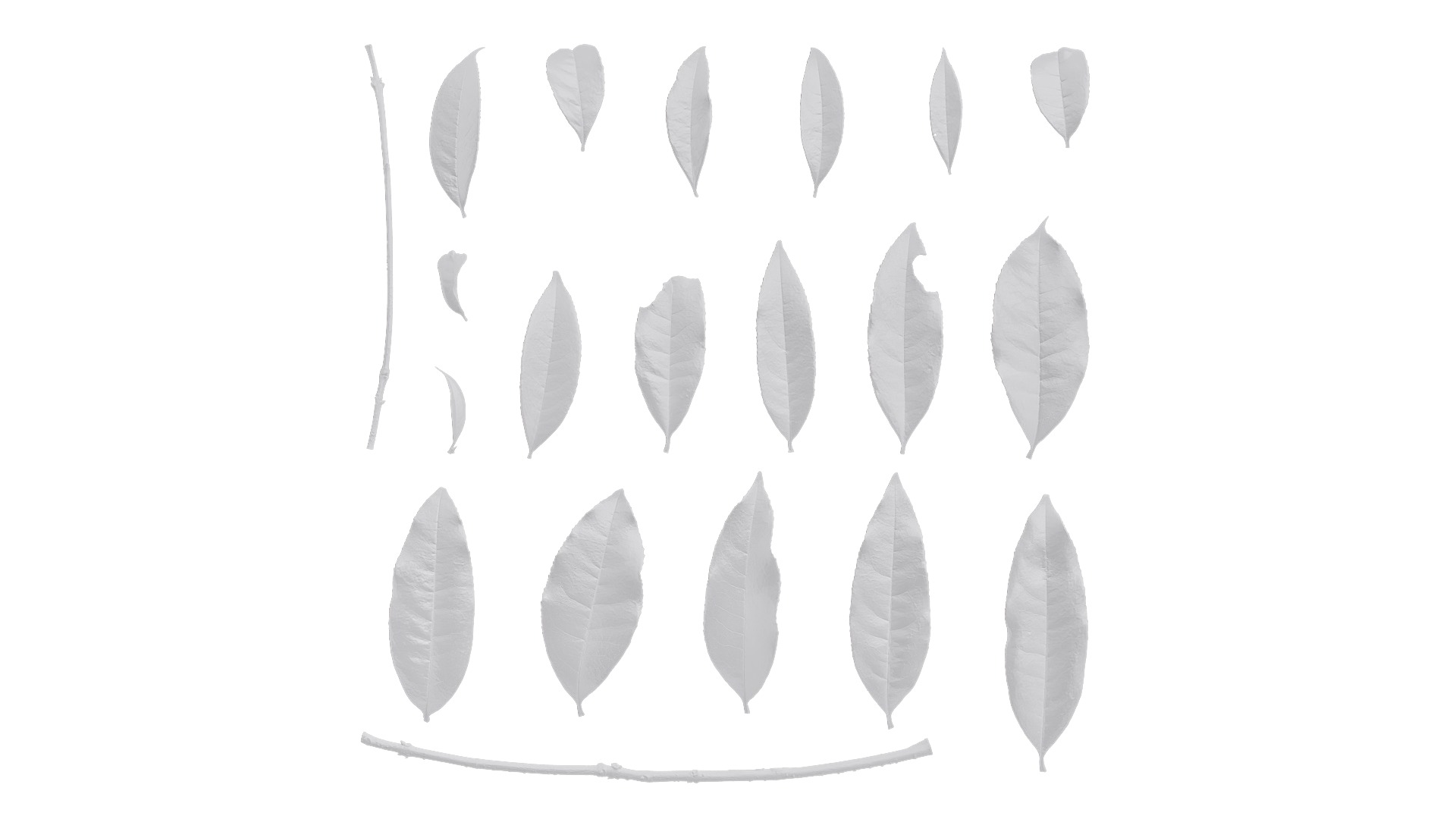 Osmanthus fragrans Low-poly 3D model_107